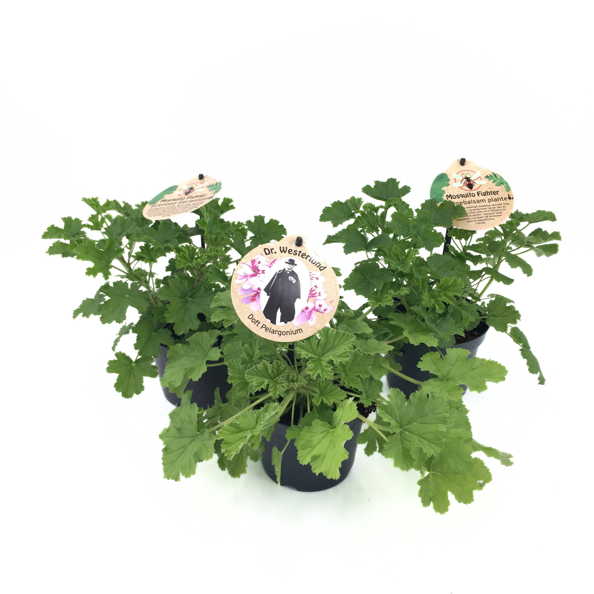 Pel. Grav. Mix in tray (Sweet scent Geranium), D 12 cm