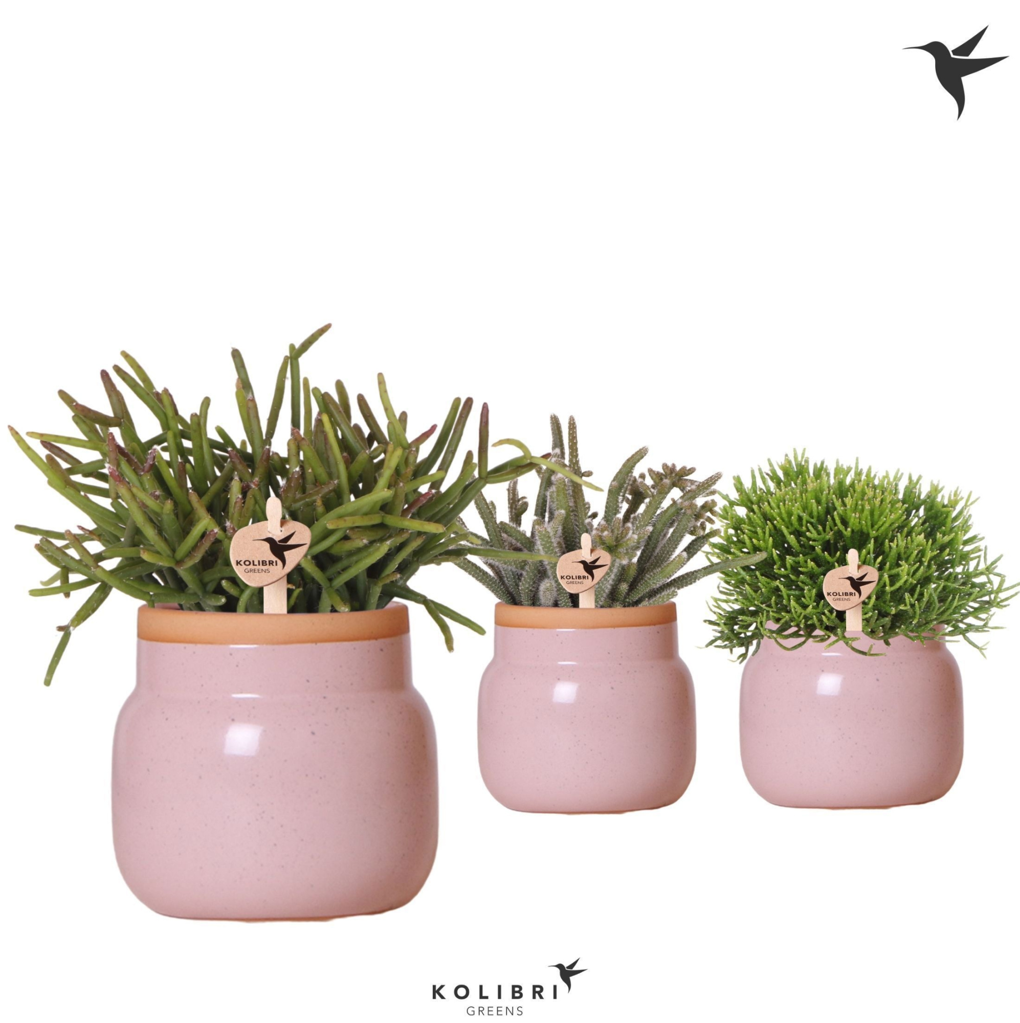 Kolibri Greens Rhipsalis mix in Vintage Bowl pot pink, D 9
