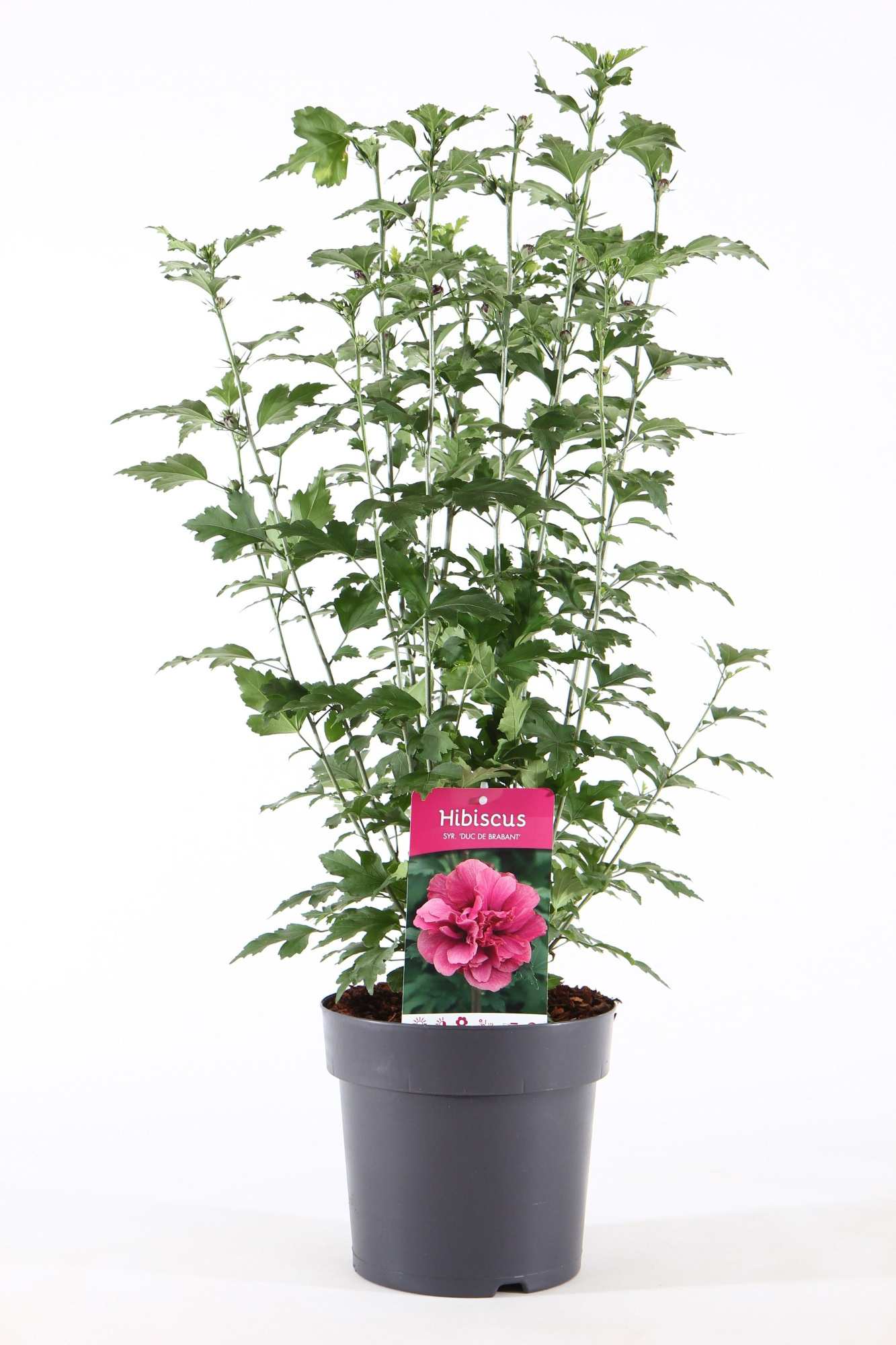 Hibiscus syr. 'Duc de Brabant' P21/C4.6, D 21 cm