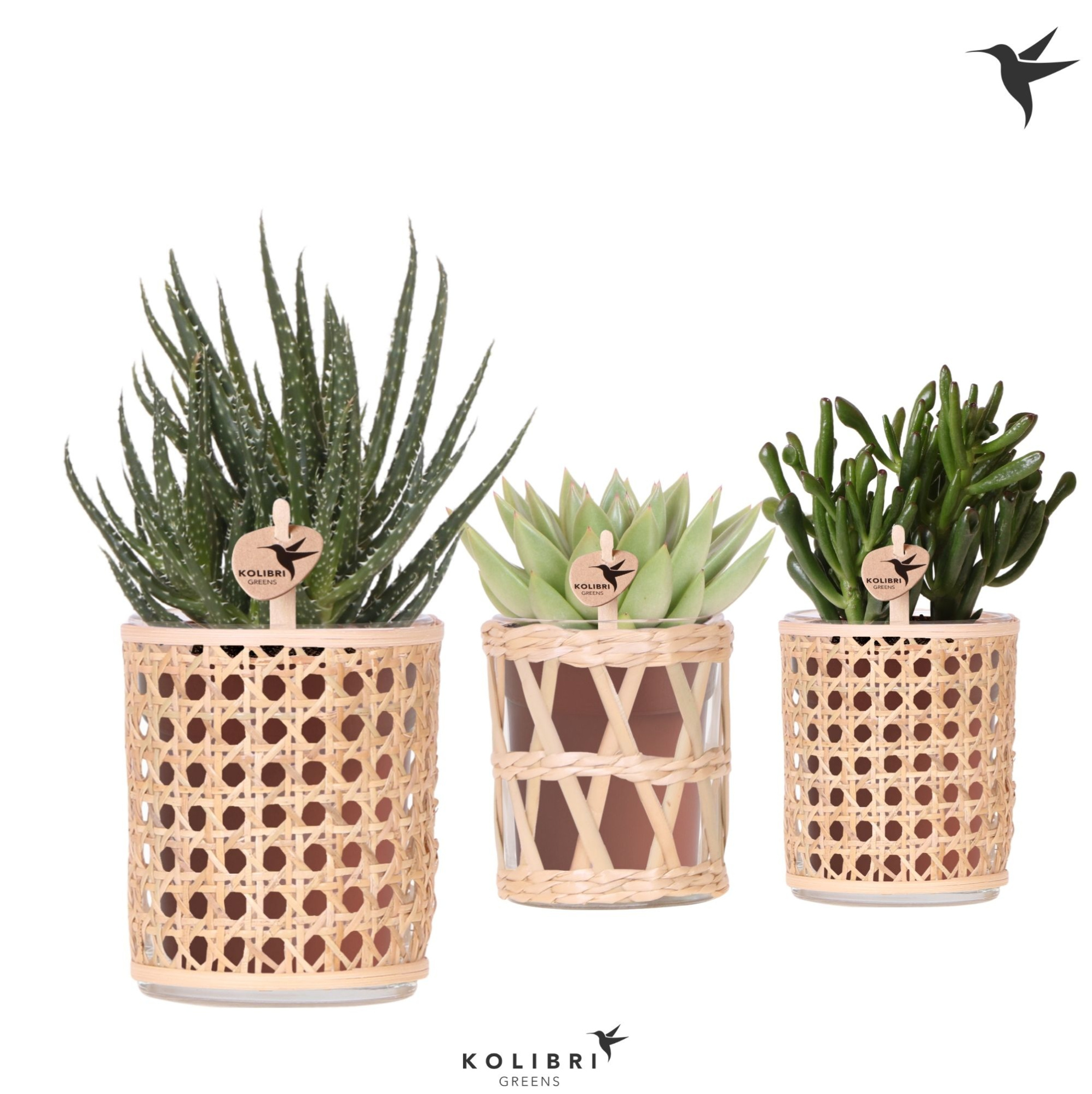 Kolibri Greens Succulenten mix in Rotan pot mix, D 9 cm
