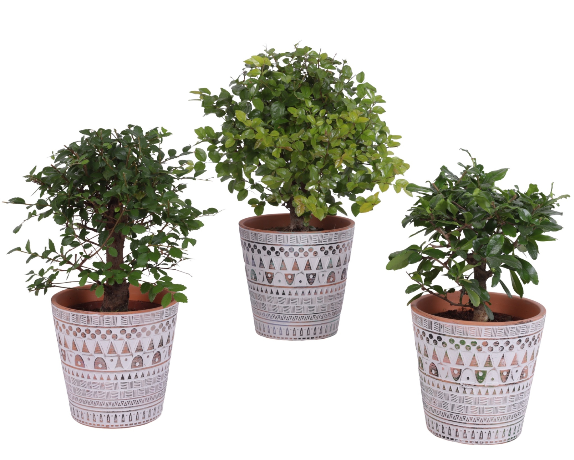 Bonsai Indoor Mix Ø12cm Ball Shape in Ø14cm Ceramic Pot Inca, D 14