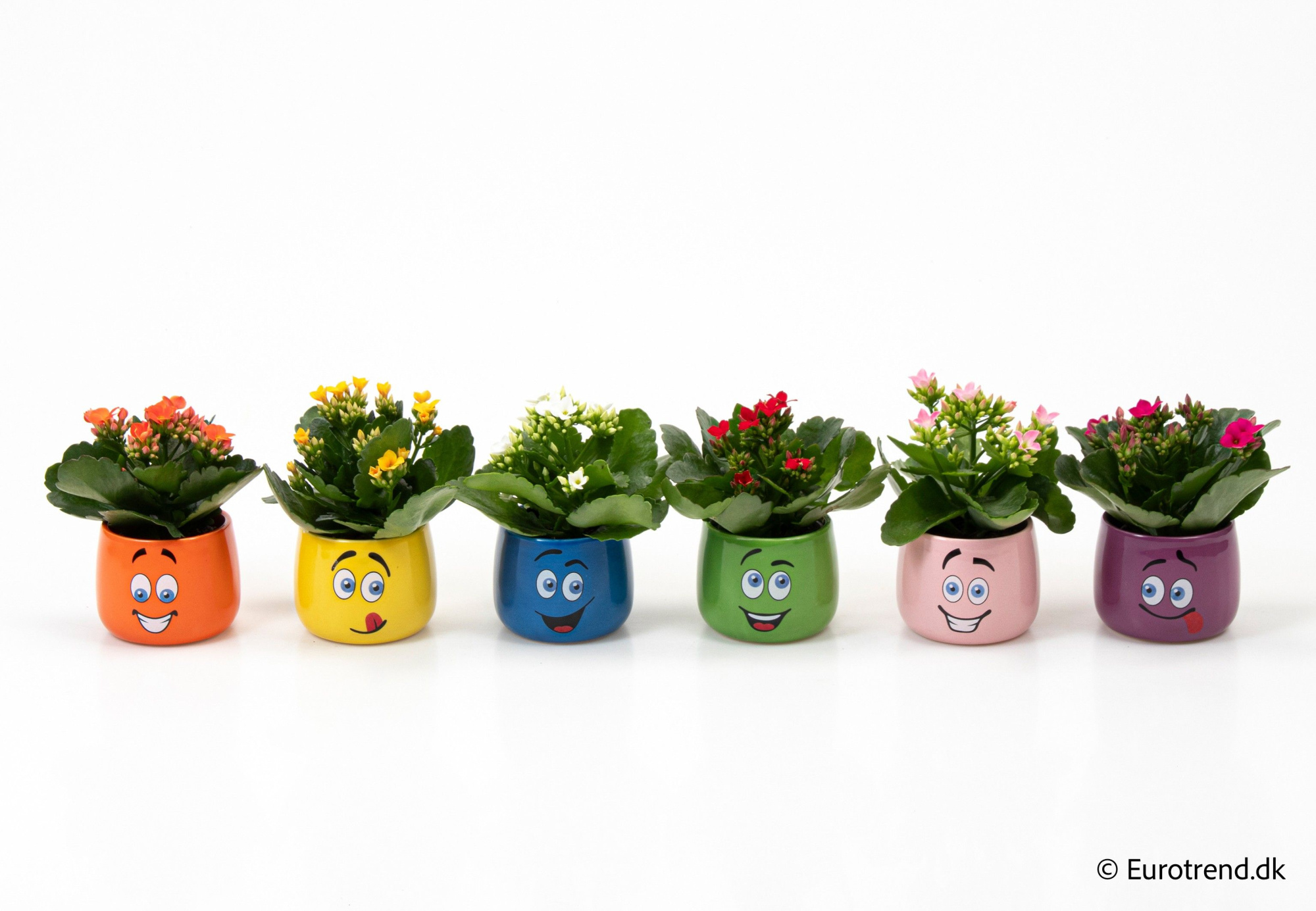 Kalanchoe in smiley ceramic - Spring, Summer & Autumn 2025, D 6 cm