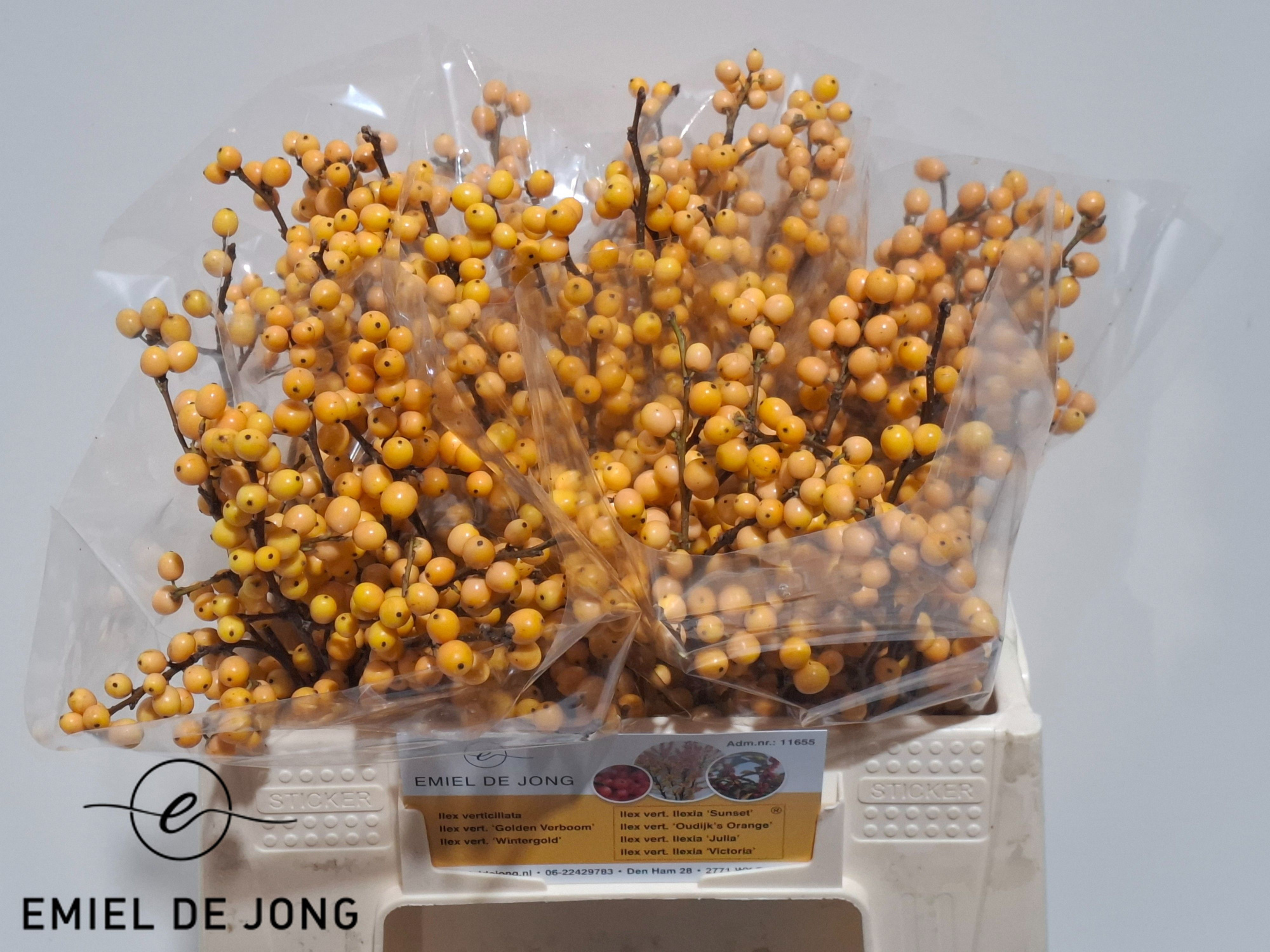 Илекс Голден Вербум 35, шт.