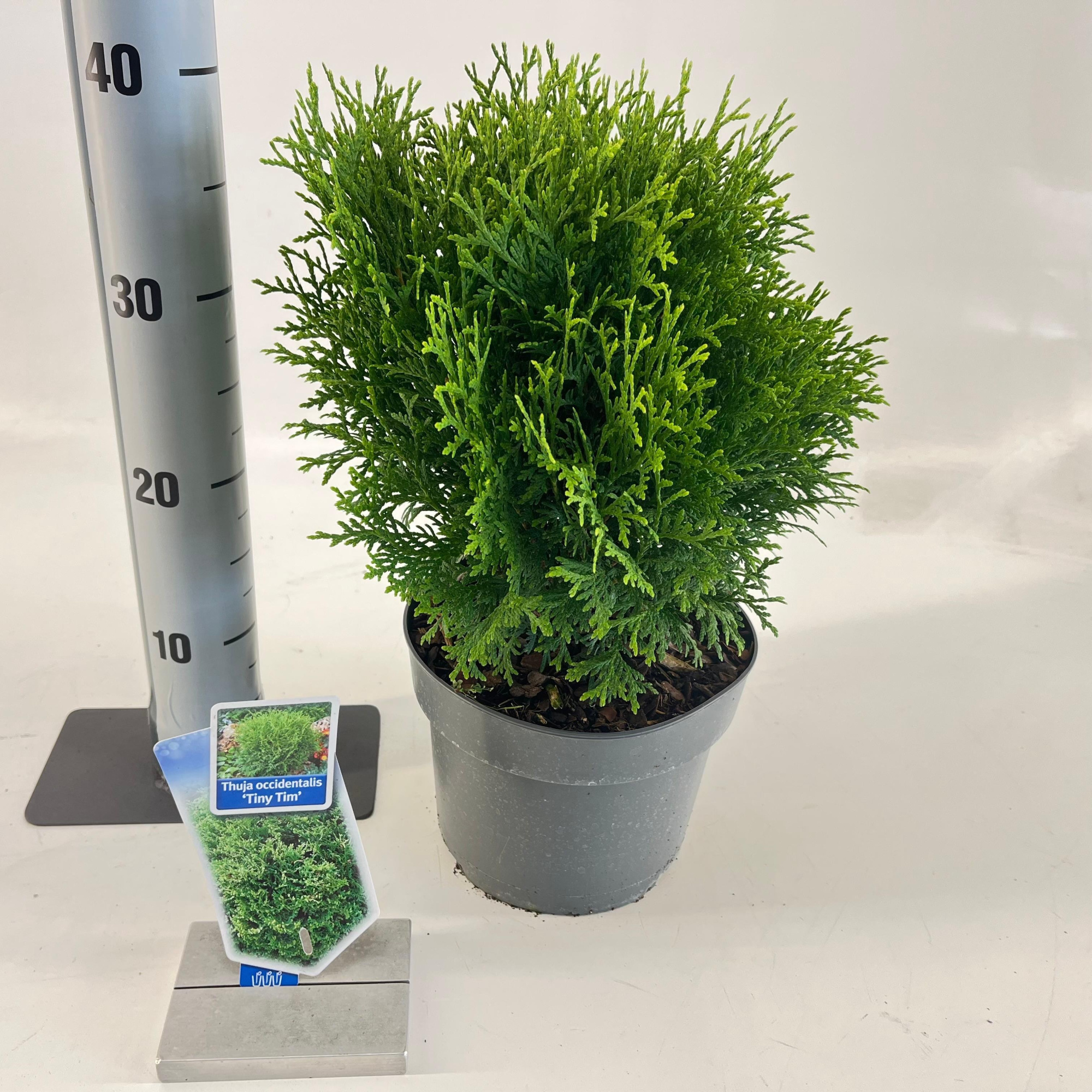 Thuja occ. 'Tiny Tim', D 19 cm
