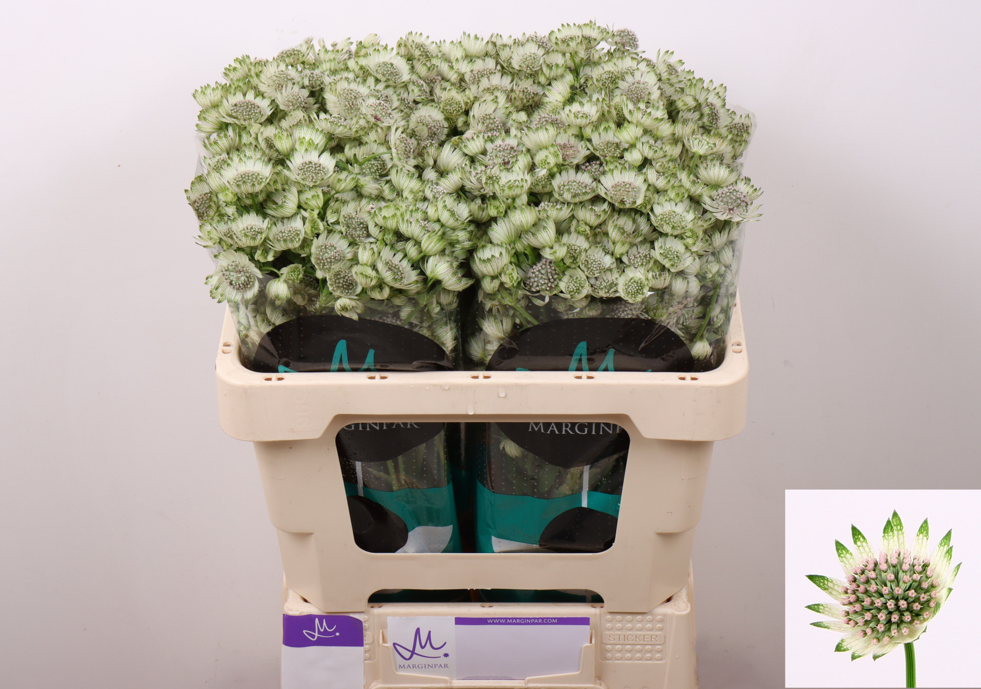 Астранция Биллион Старс 50, шт.