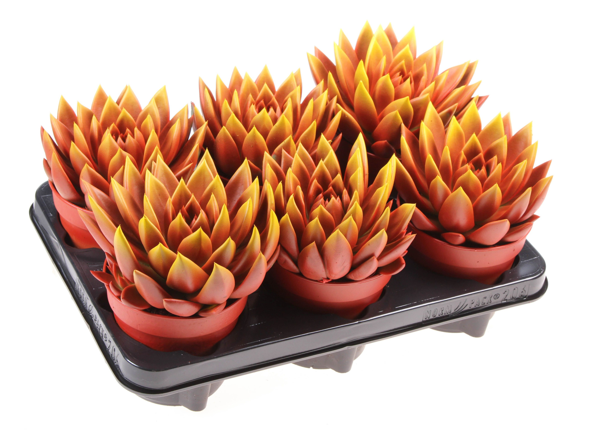 Rainbow bicolor red + yellow point, D 12 cm