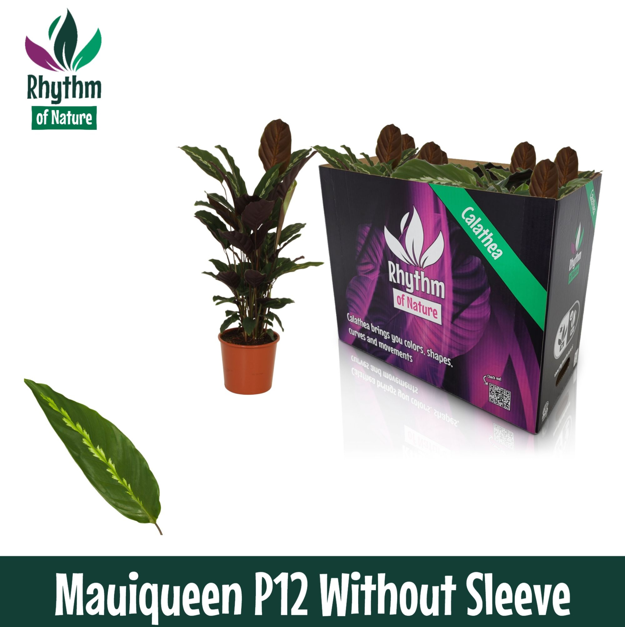 Calathea 12cm Mauiqueen - Rhythm of Nature zonder hoes, D 12