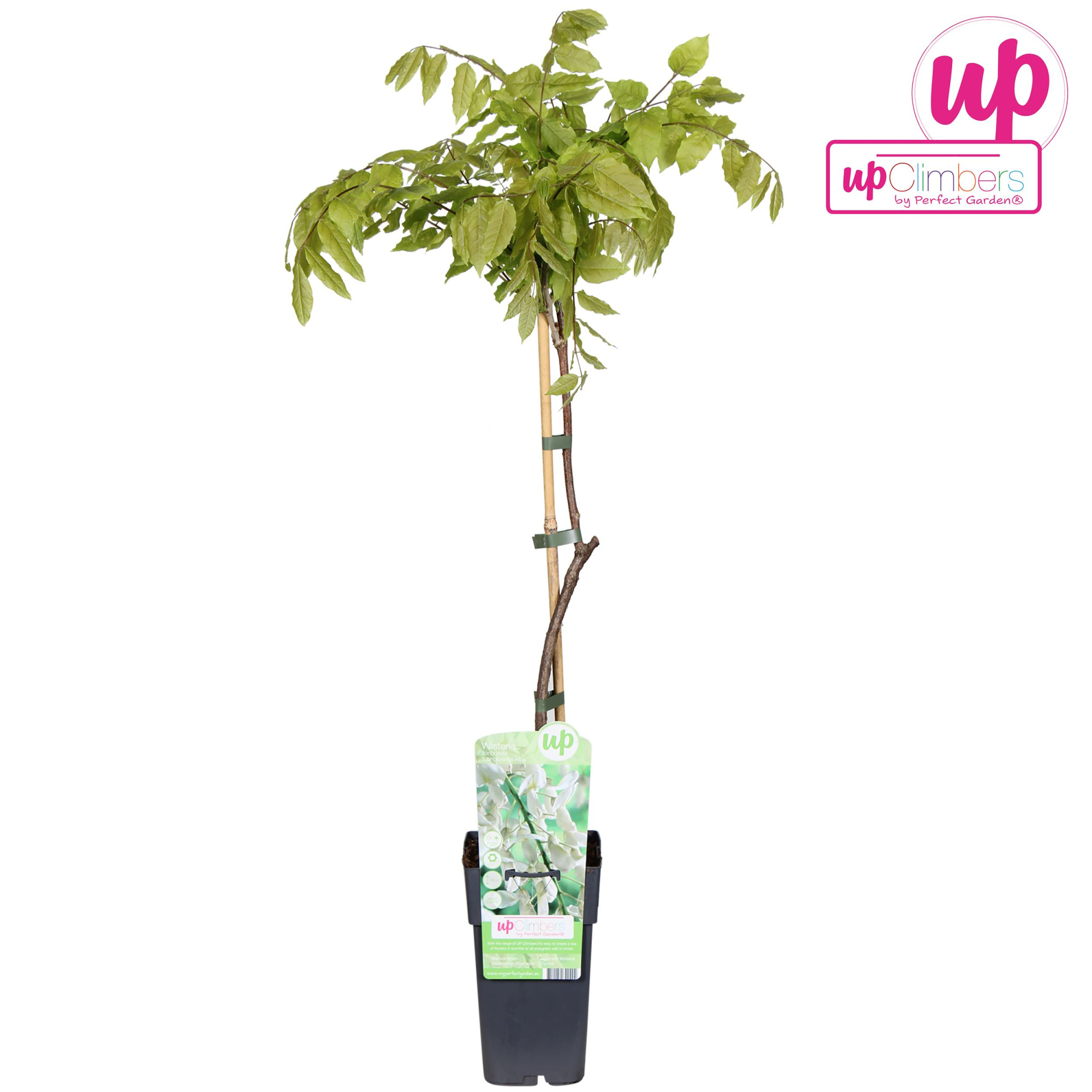 Wisteria floribunda Alba P15, D 15 cm