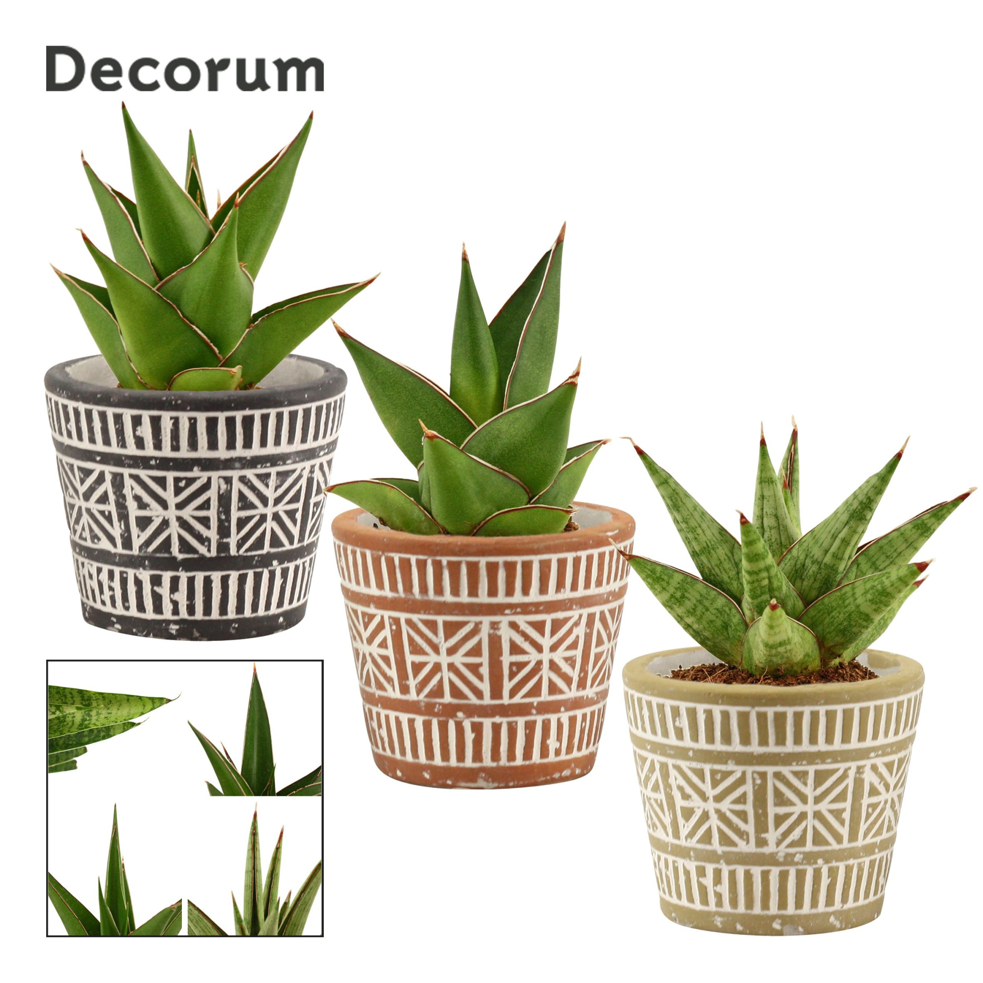Sansevieria Crown Mix 6 cm in Claire (Neo architect-collection), D 6