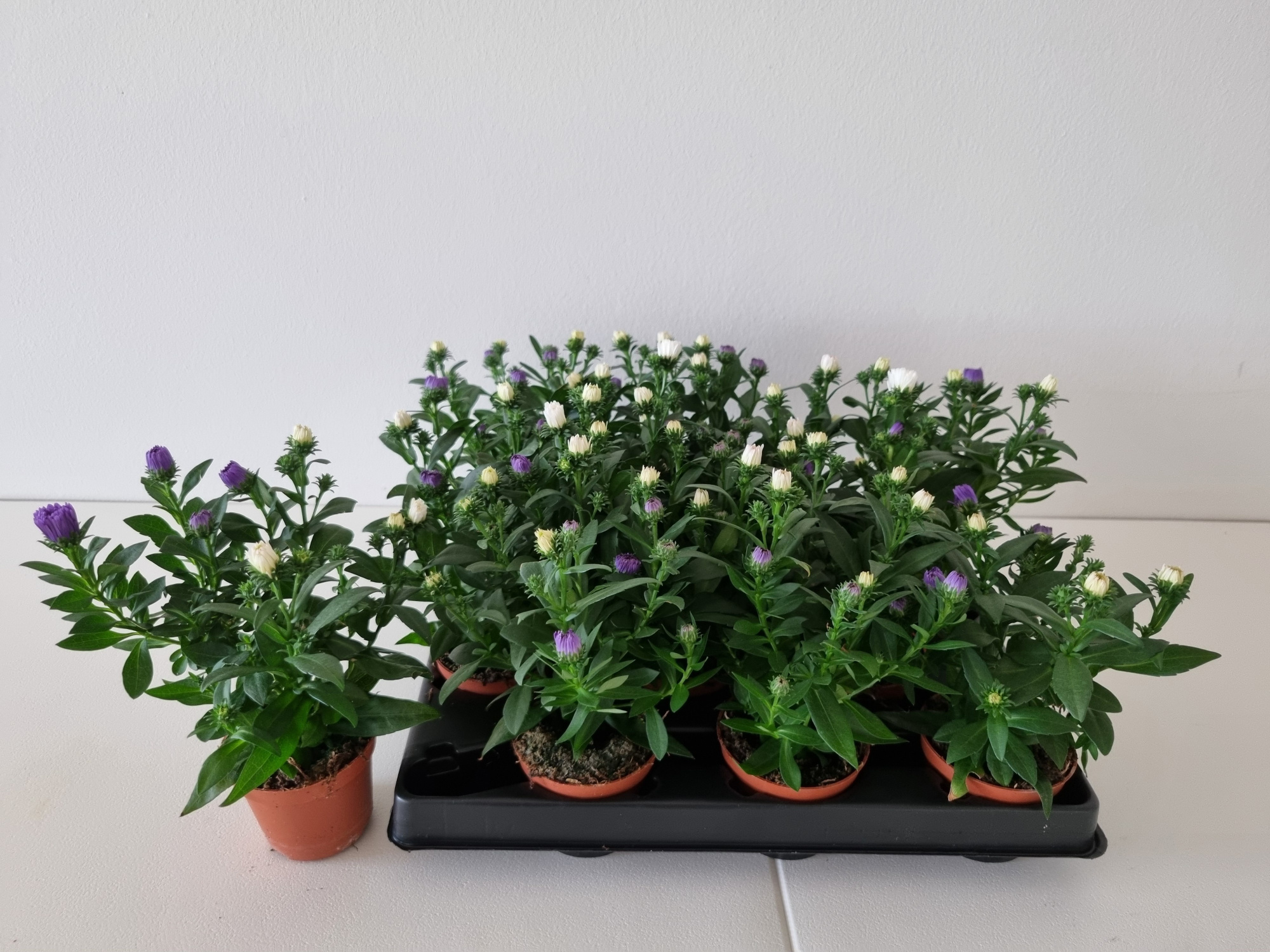 ASTER-HYBRID 'REGENT BL. FARVER', D 6 cm