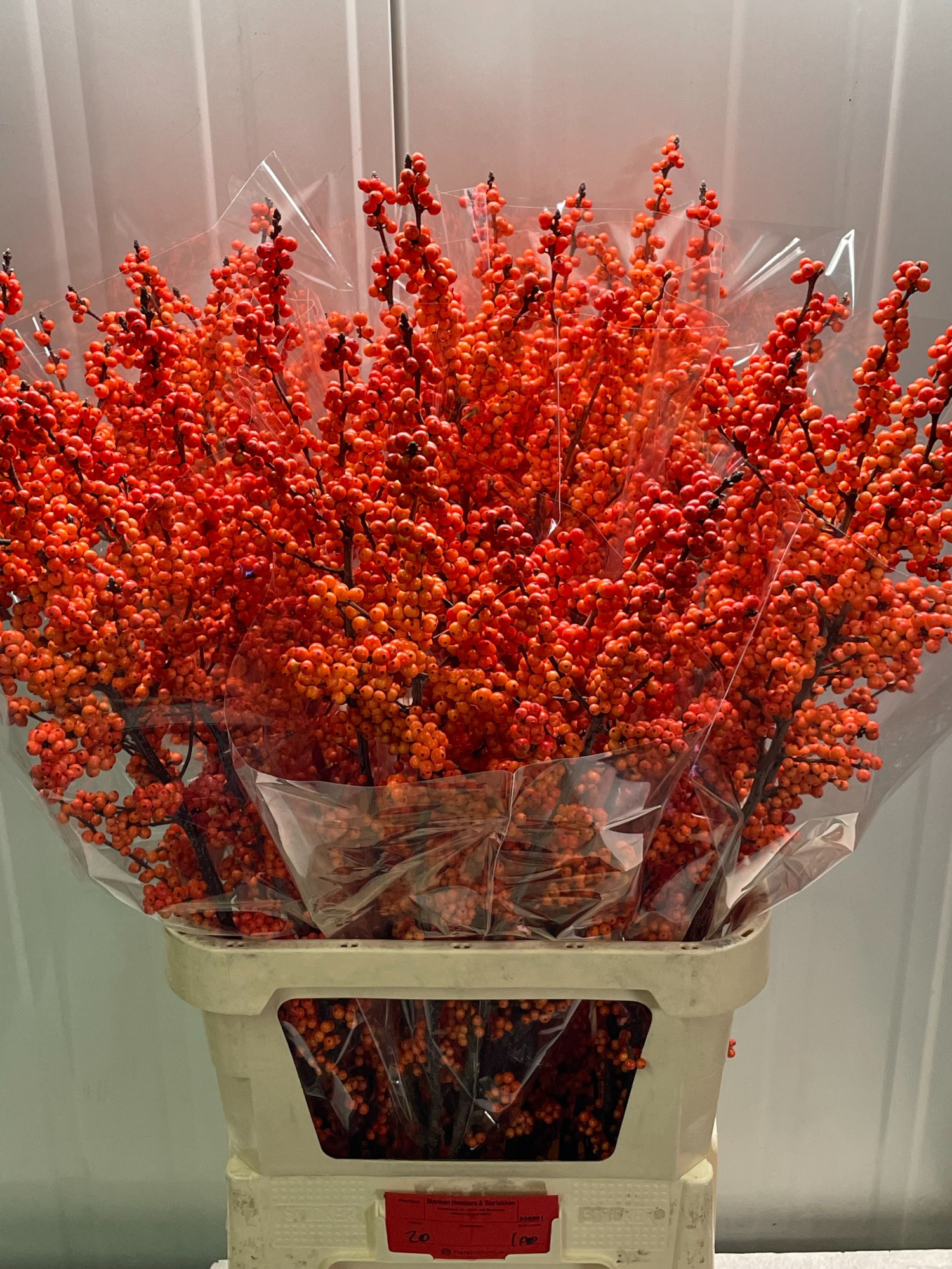 Илекс Винтер Голд 100, шт.