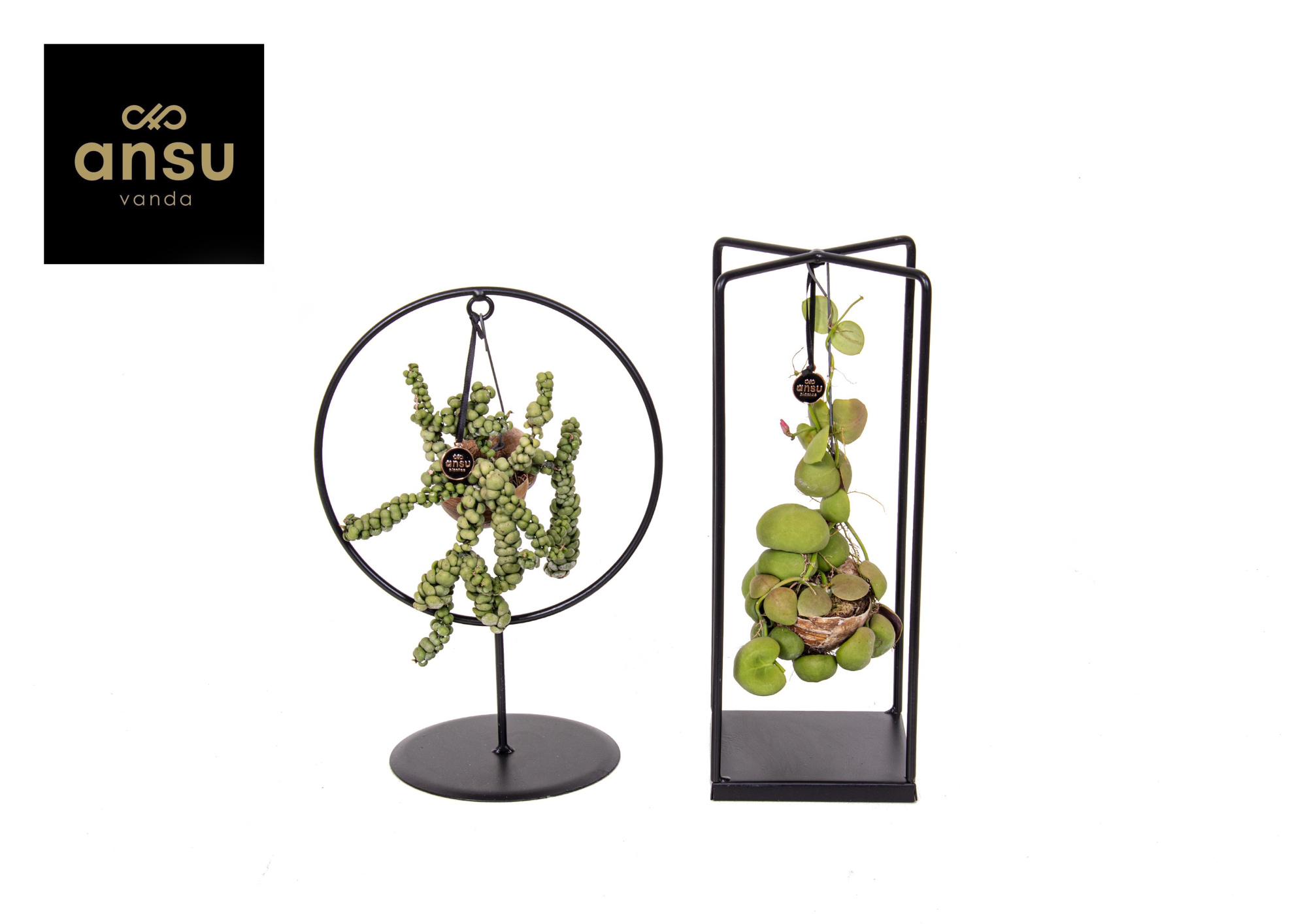 Dischidia Shelly Cube/Ring mix (Medium) EURODOOS, D 14