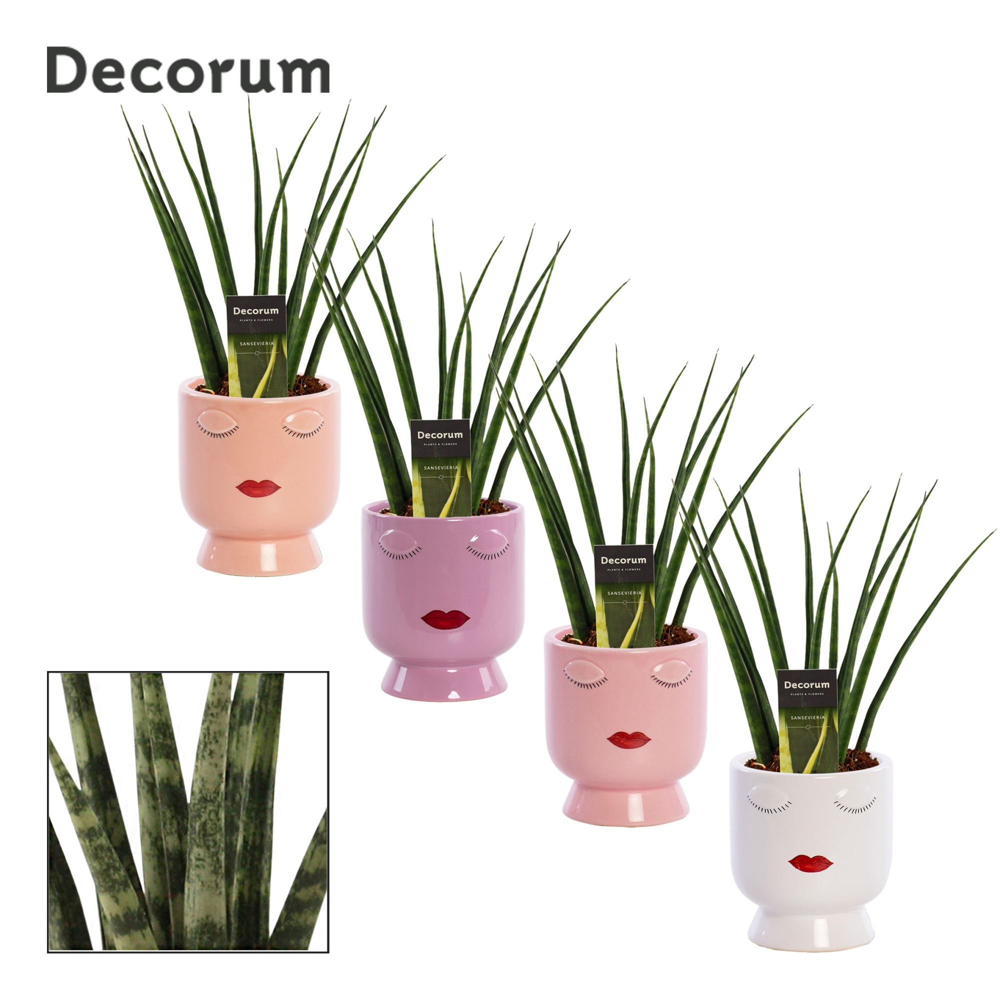 Sansevieria fernwood 12 cm in Dua Lipa (Party love-collection), D 12 cm