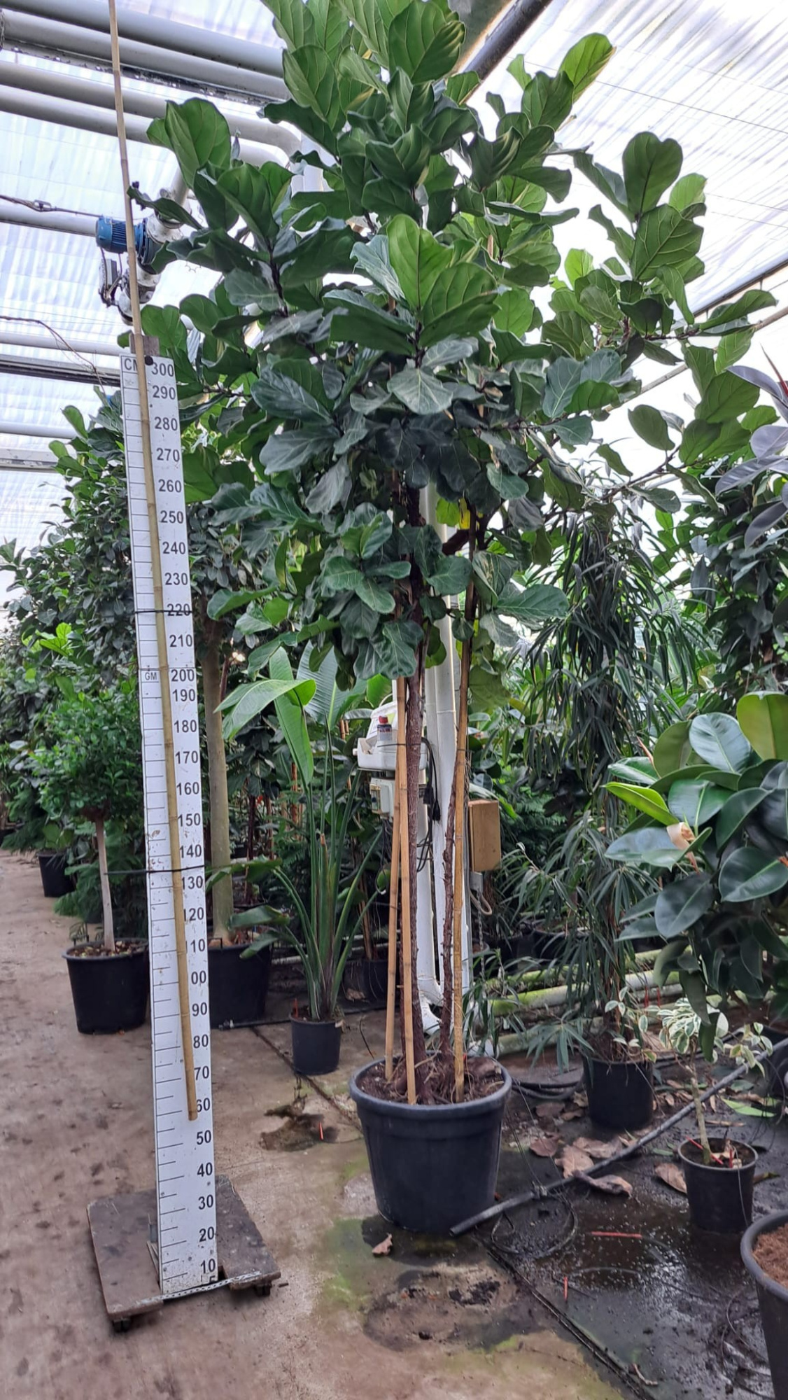Ficus Lyrata trio stam XXXL, D 55