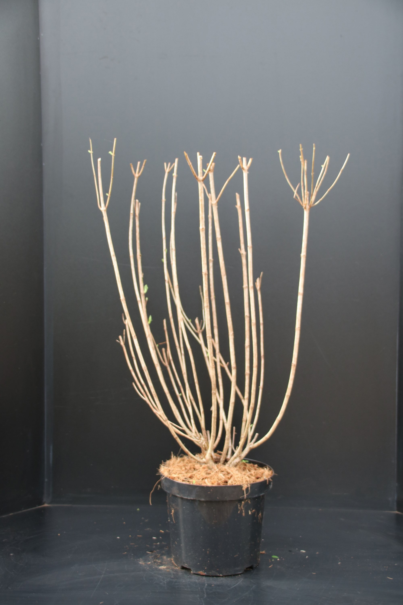 Hydrangea paniculata Limelight, D 26 cm