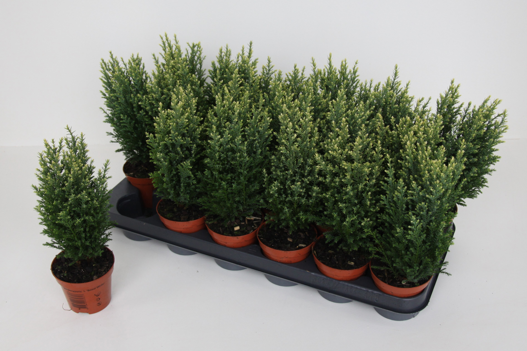 Chamaecyparis lawsoniana 'Snow White', D 9 cm