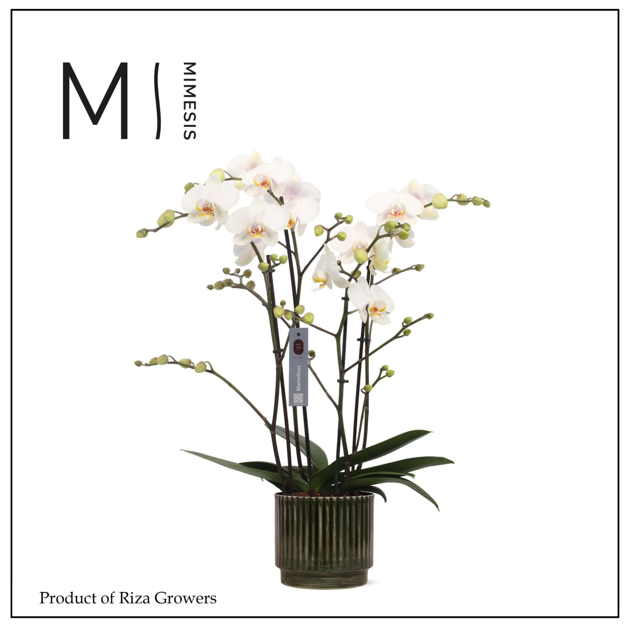 Phalaenopsis Marvellous White 50+ – 17cm in Nella Forest | Mimesis, D 17