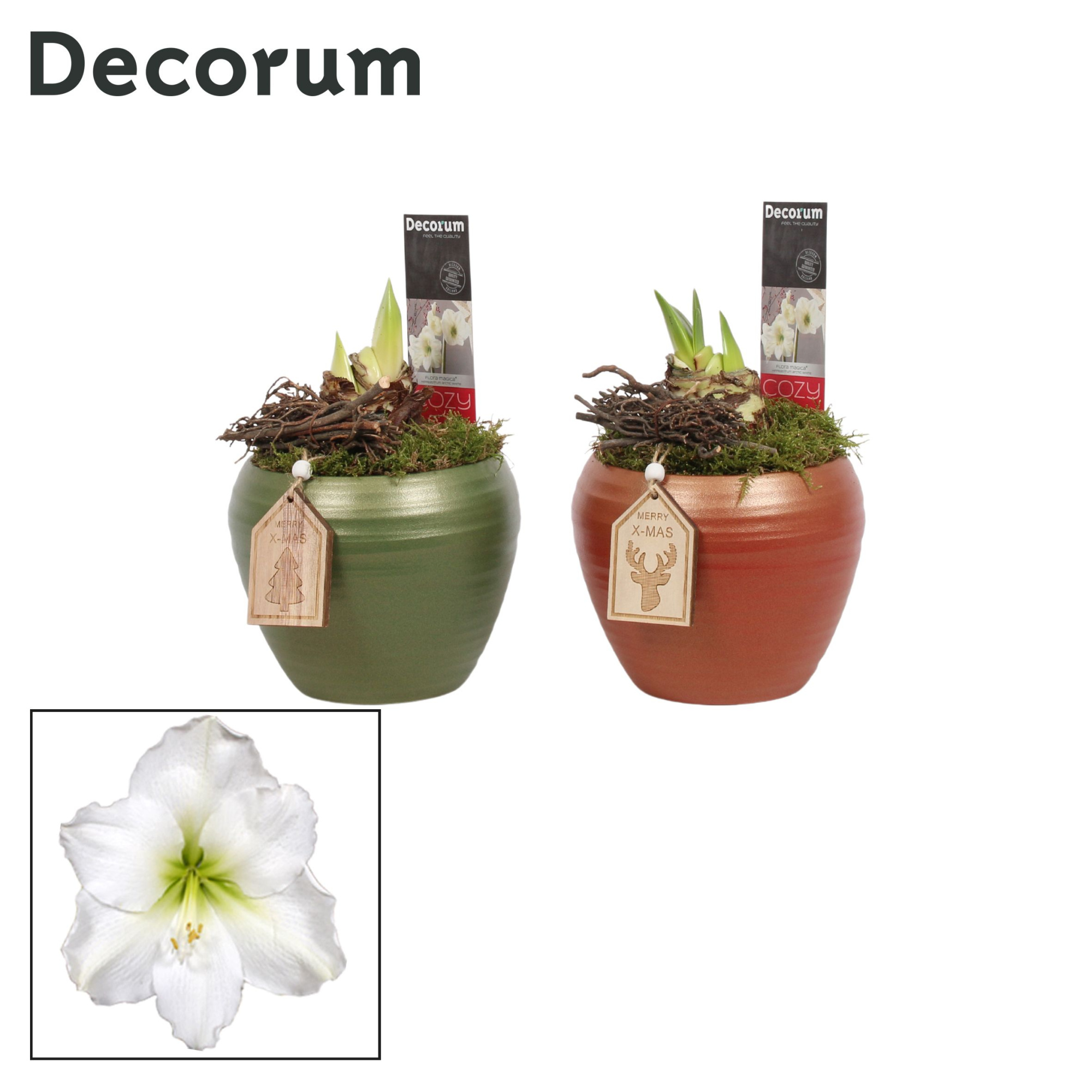 Amaryllis Wit 2 Knop in Melanie KERST (Decorum), D 12 cm