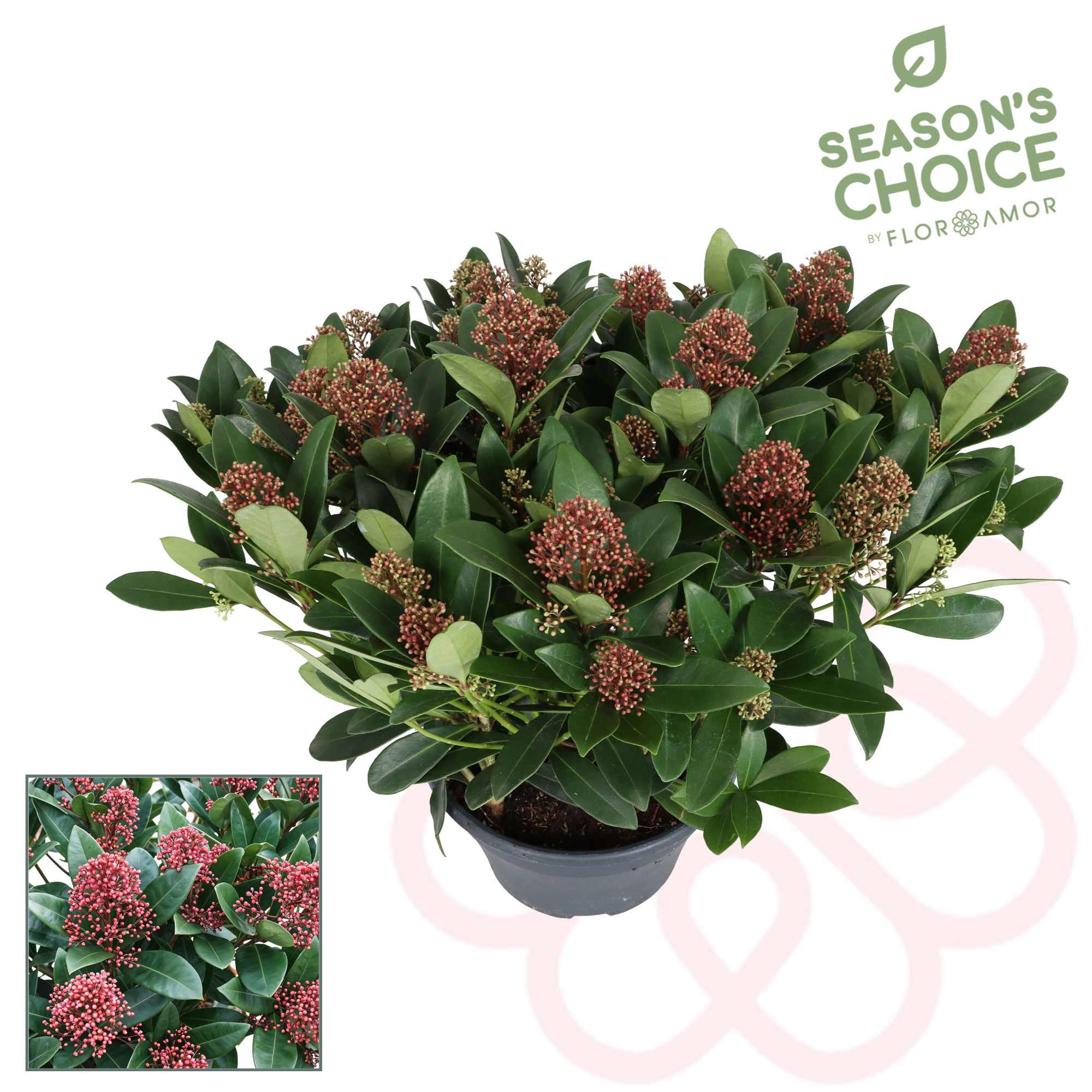 Skimmia rubella 30+ bl, D 22 cm