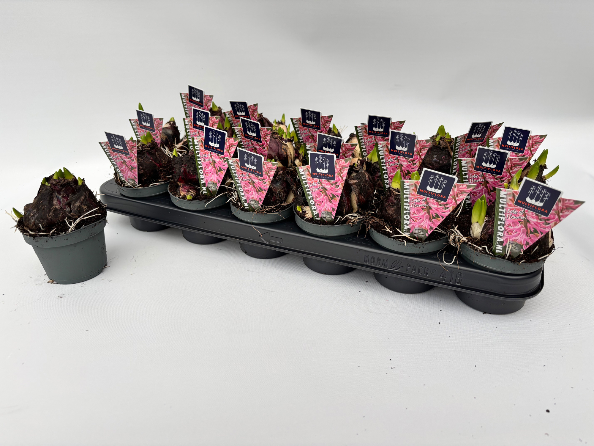 9 cm ROZE Hyacint Multiflora, D 9