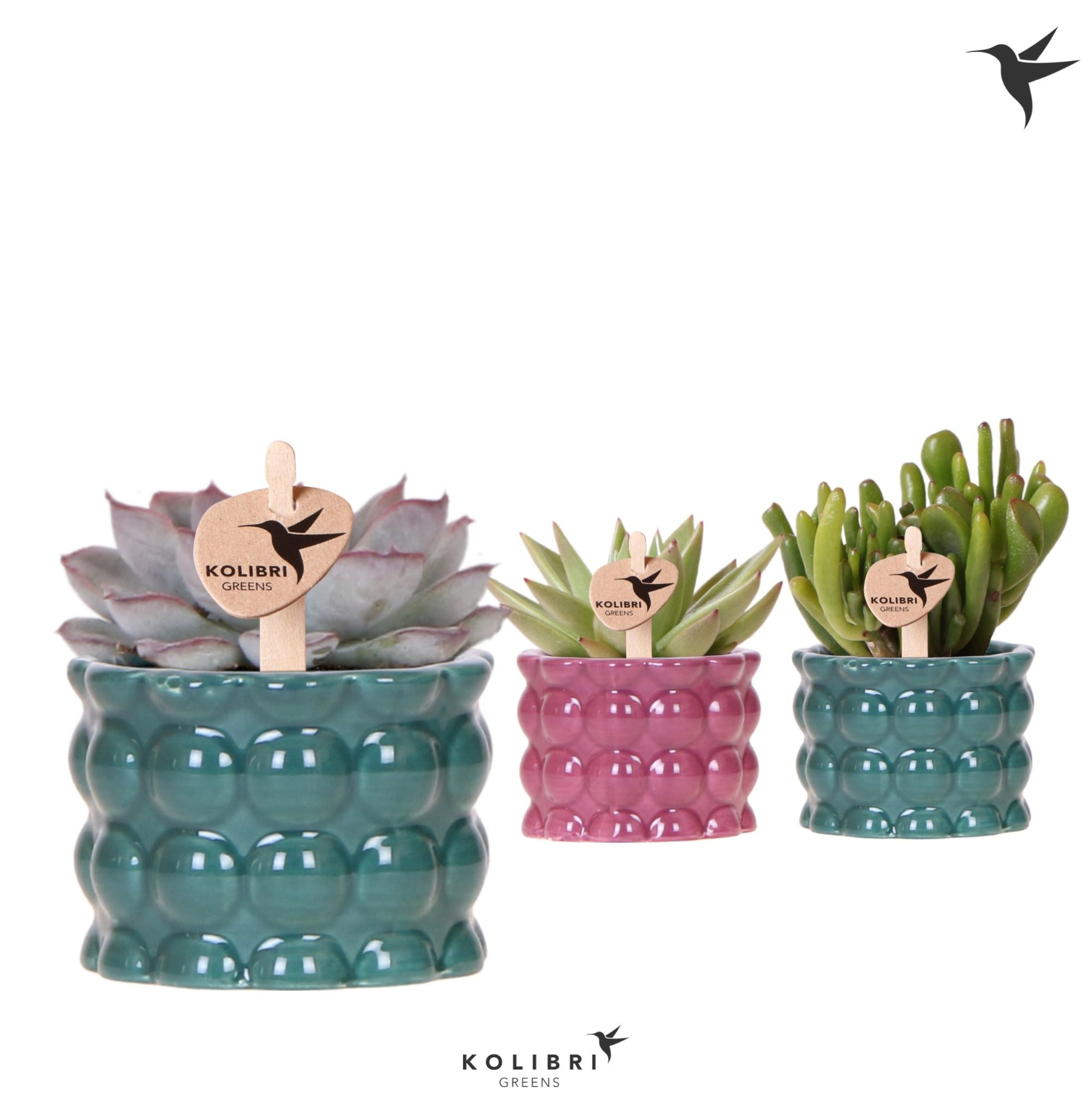 Kolibri Greens Succulenten mix in Cotton pot green mix, D 6 cm