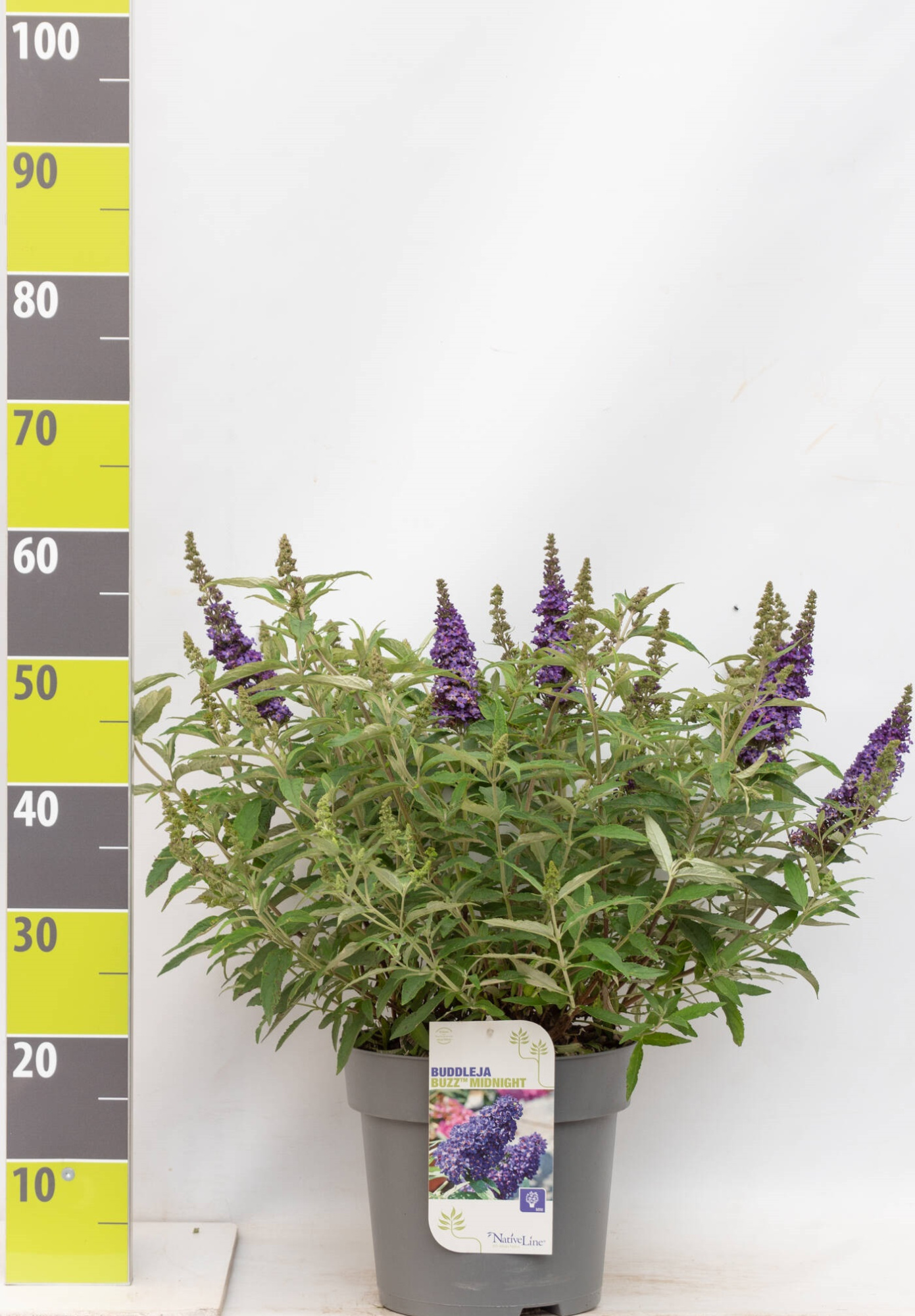 Buddleja 'Buzz Midnight' -R- C 7, D 27 cm