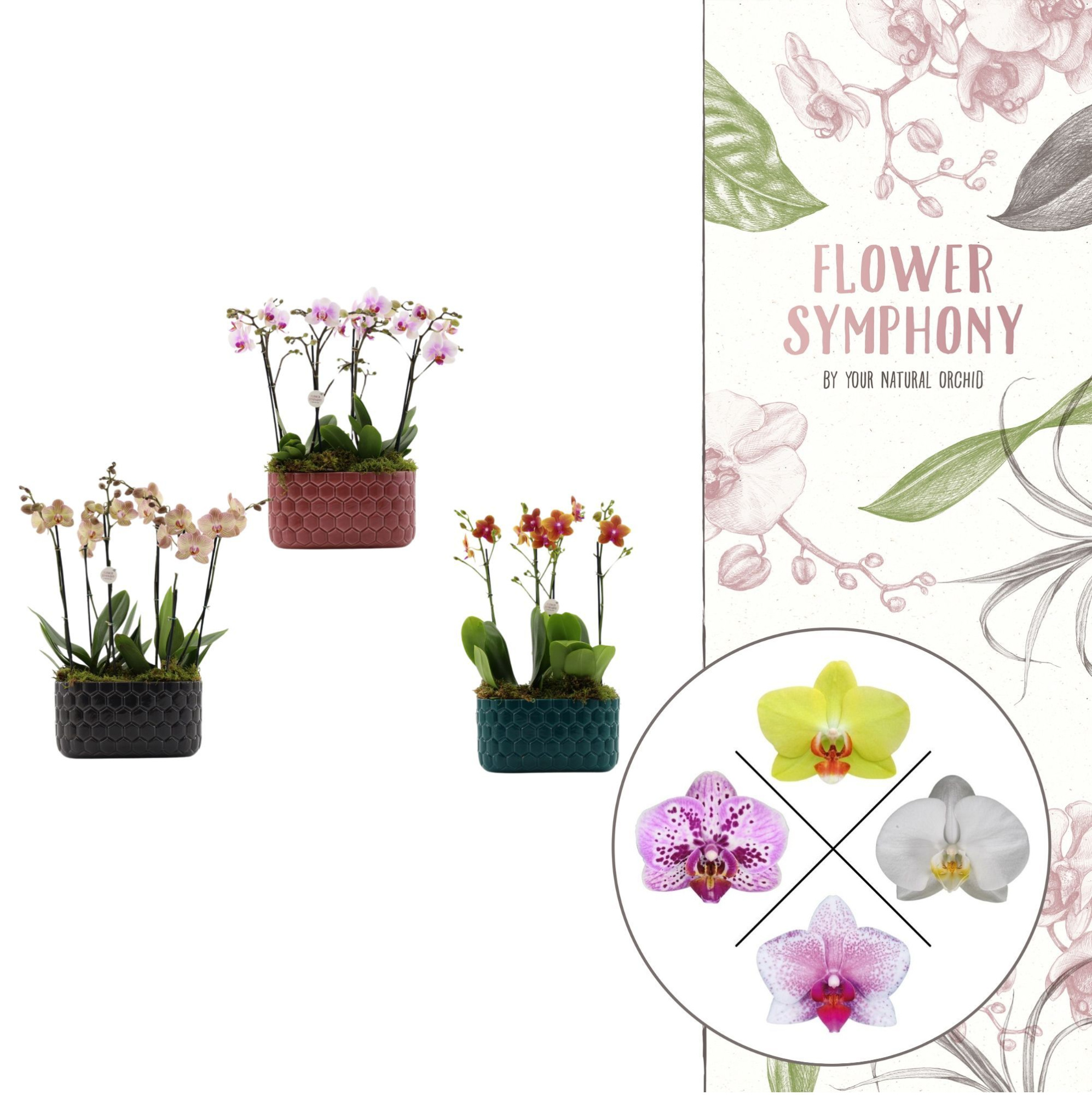 Honingraat BHome mix 2 | 2 plants in 1 pot | Phalaenopsis, D 26 cm