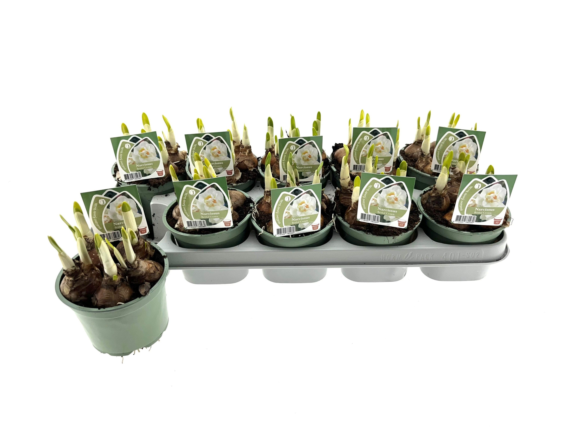 Narcis Bridal Crown 12 cm, D 12