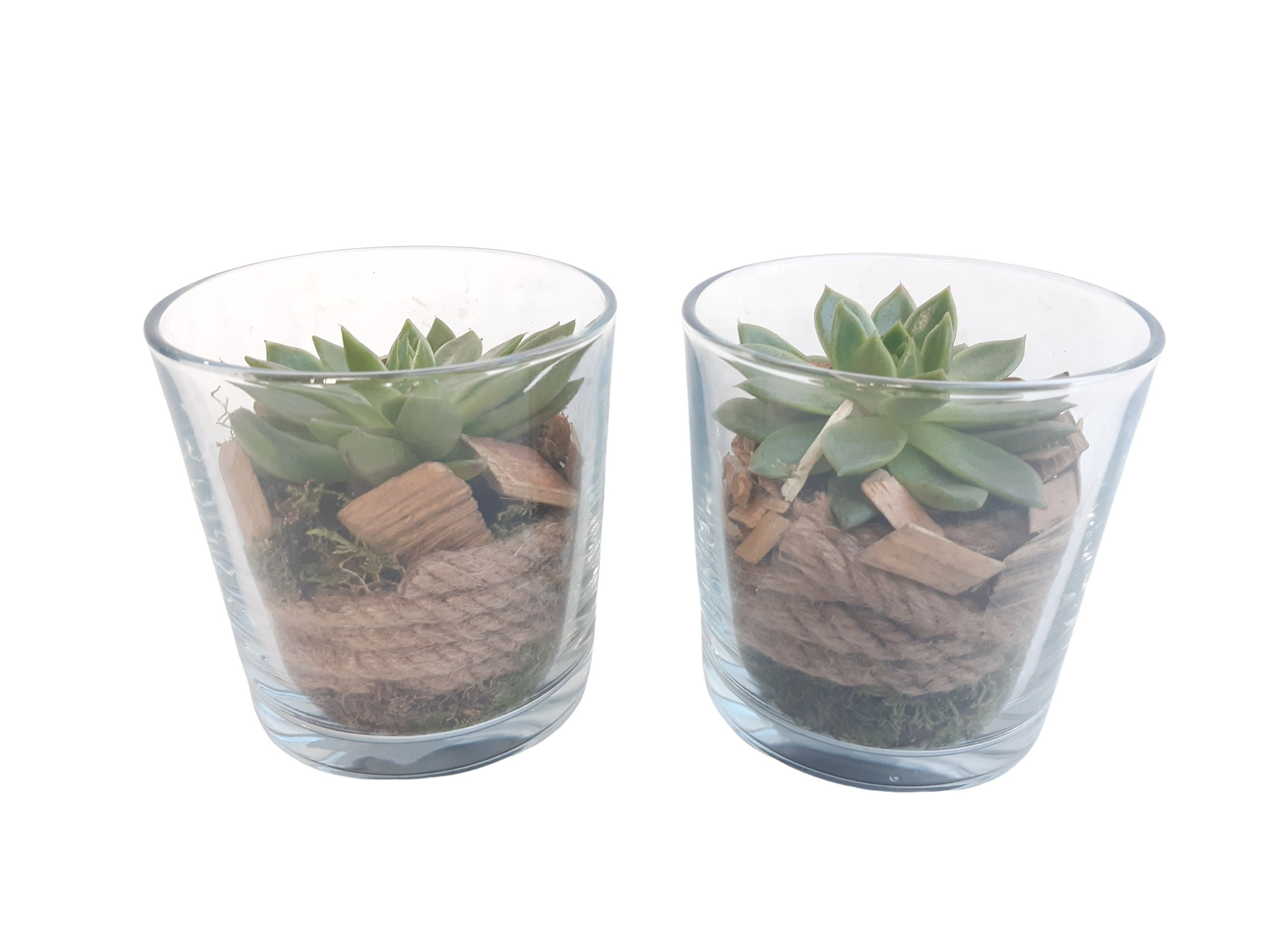 851 ECH Cil.glas Echeveria, D 13