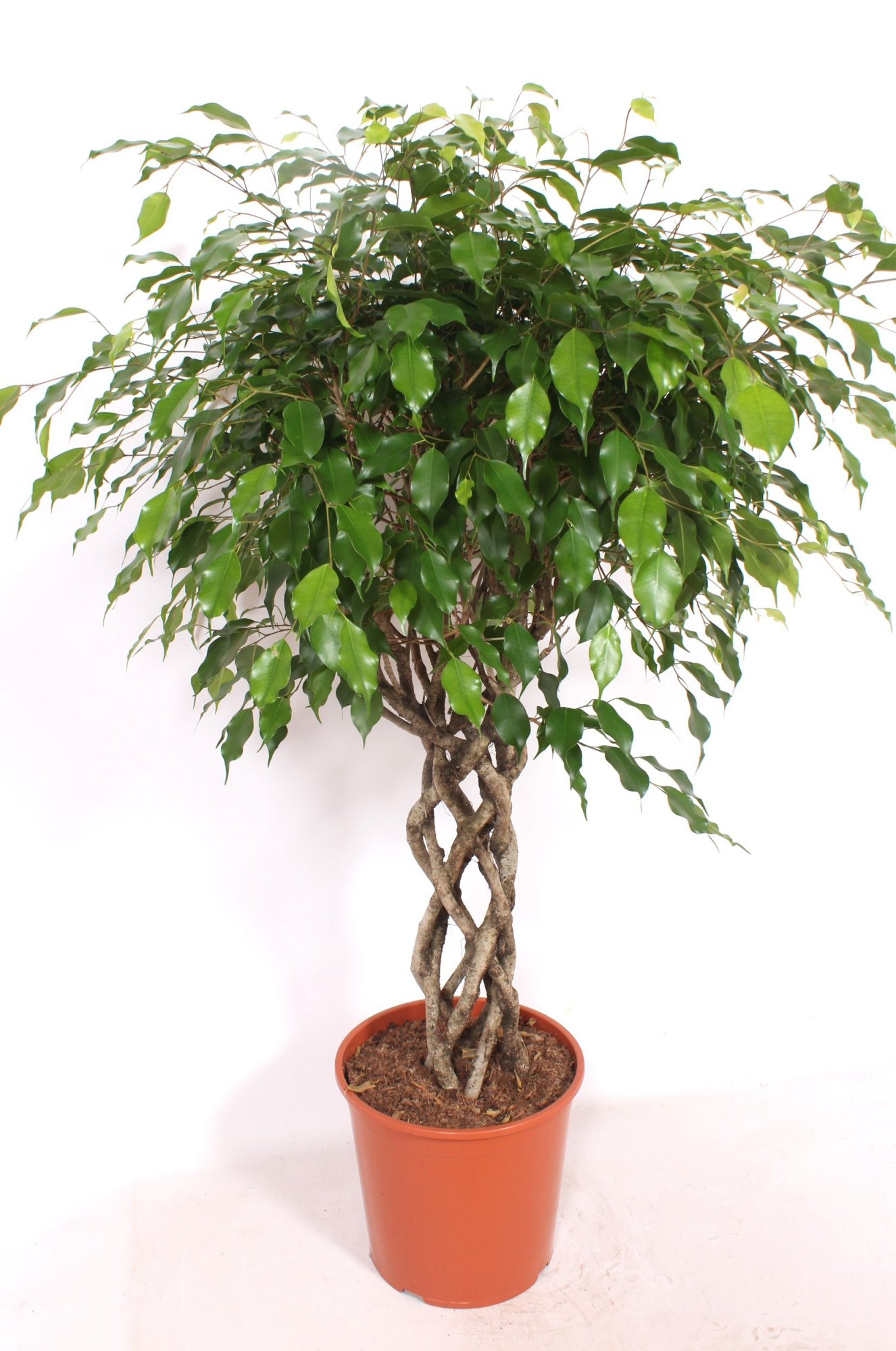 Ficus Exotica, D 30 cm