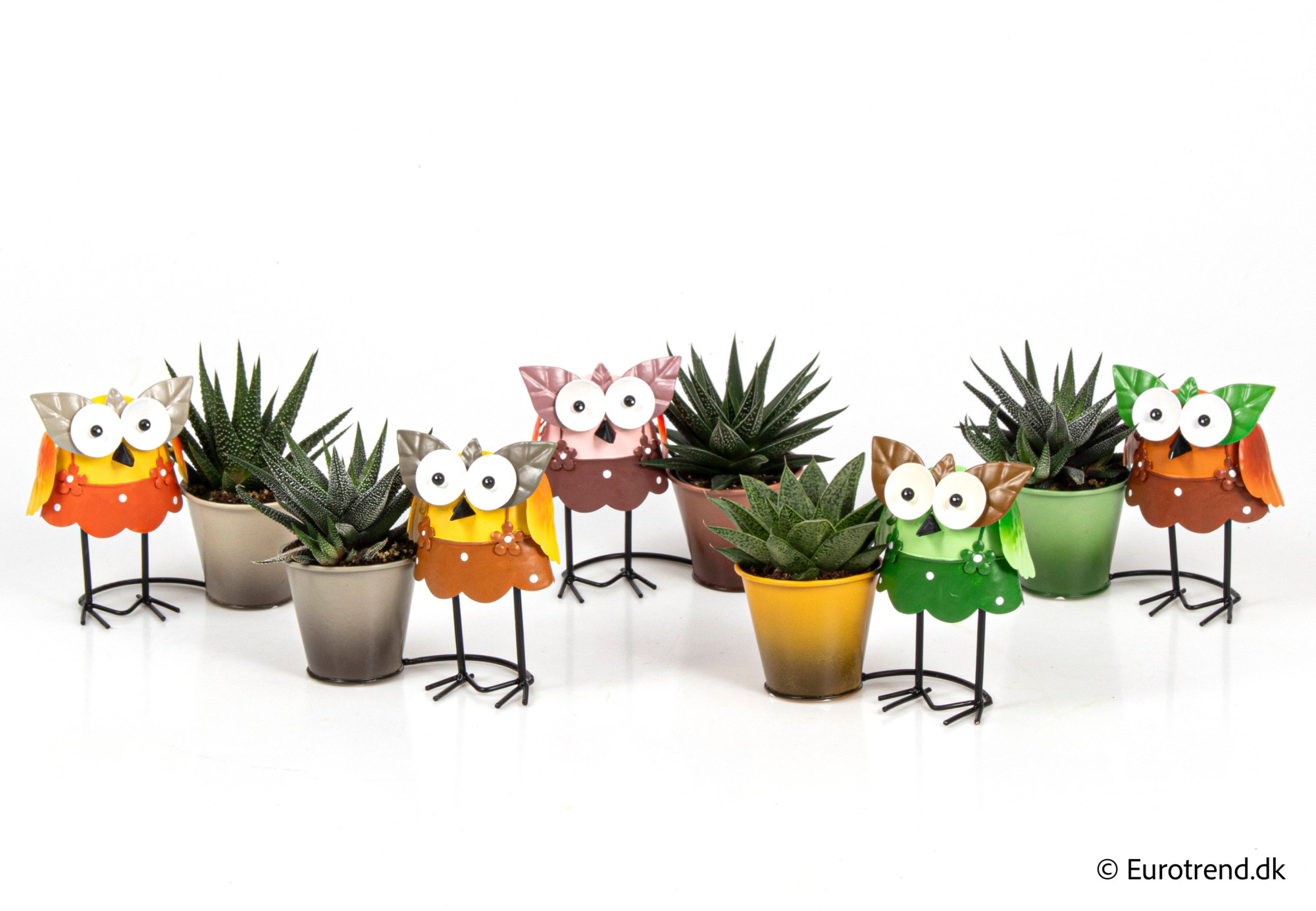 Succulent mix in owl metal pots - Spring, Summer & Autumn 2025, D 6 cm