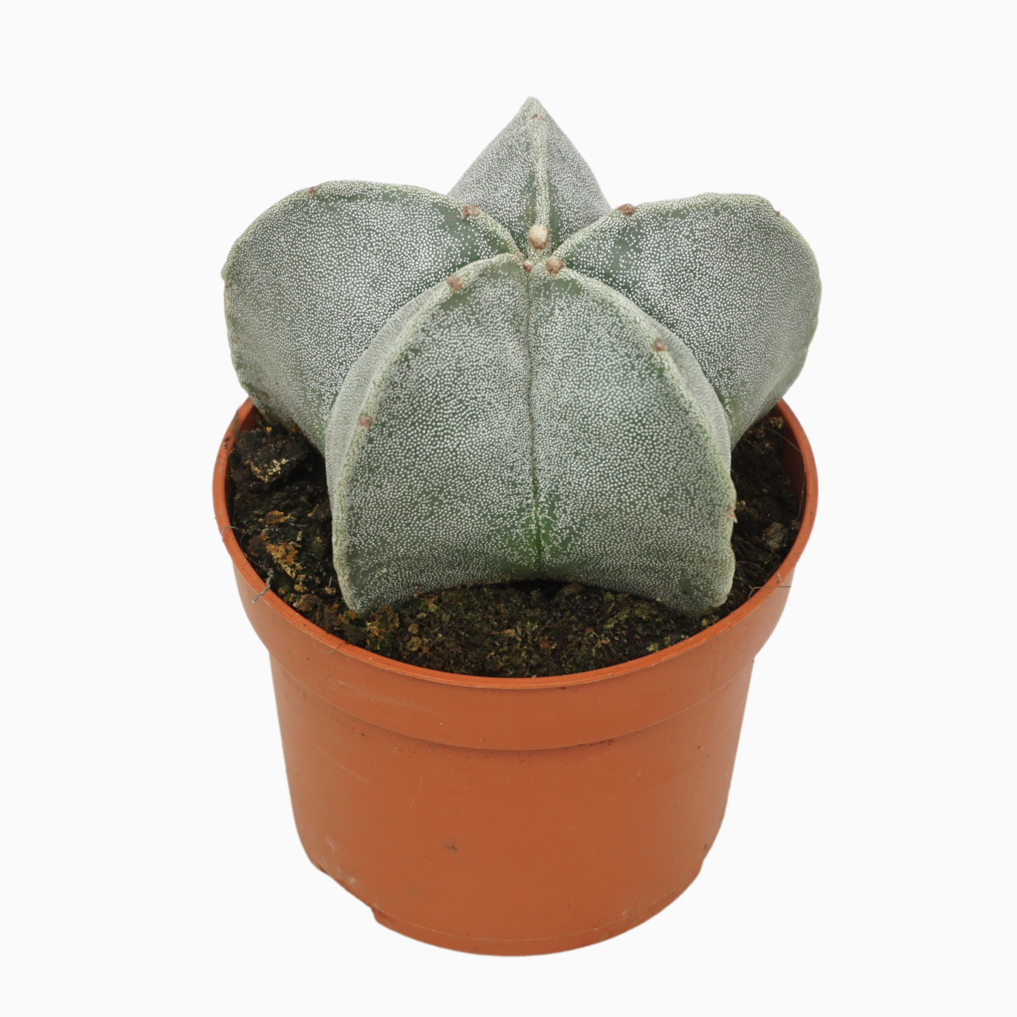 Astrophytum myriostigma 10,5 cm, D 10,5 cm