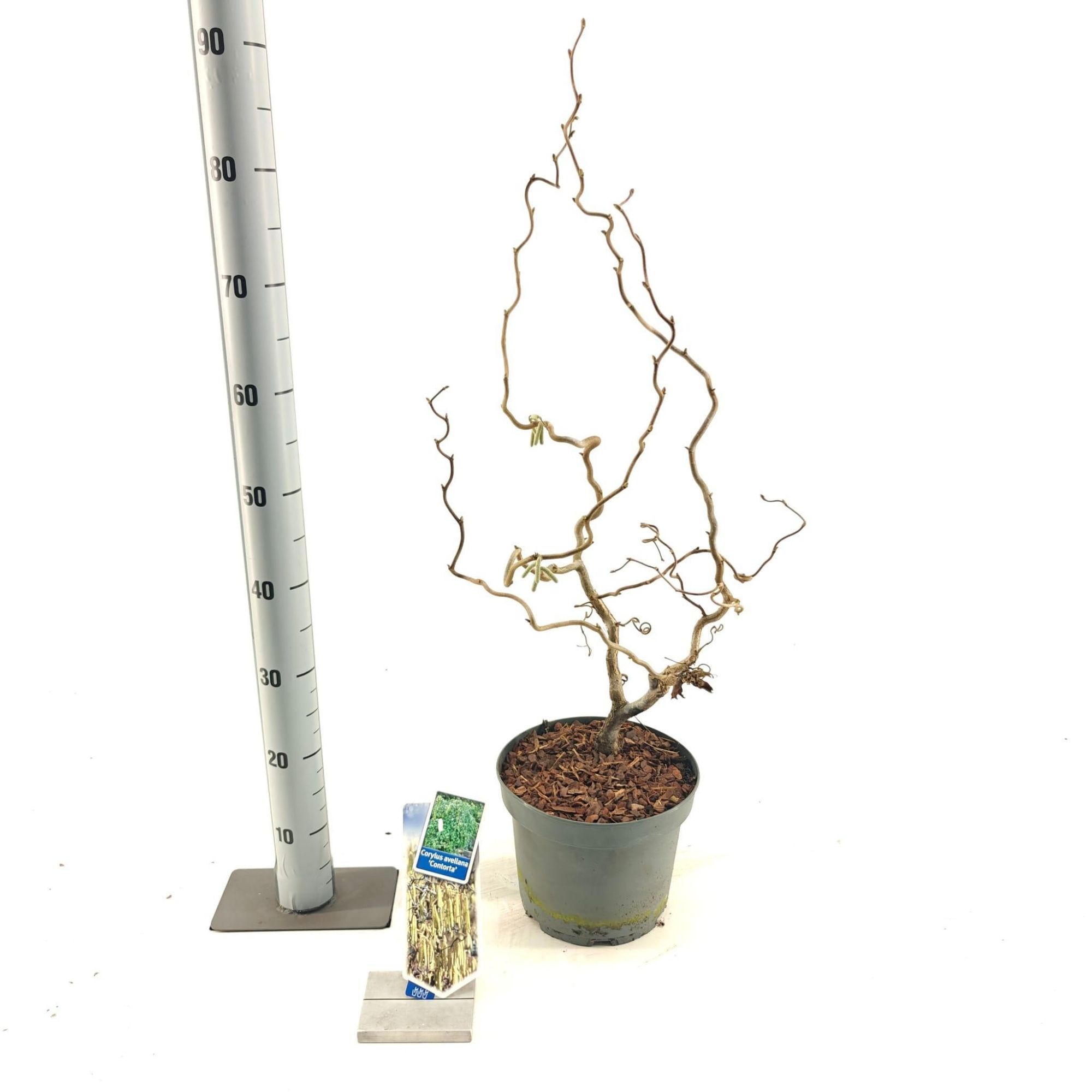 Corylus avellana 'Contorta', D 23