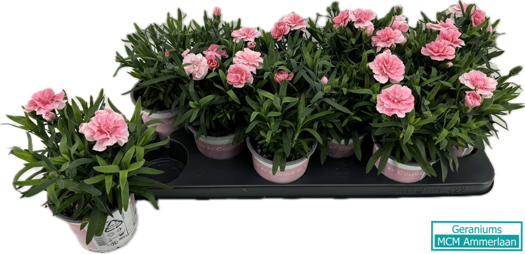 Dianthus Osc Pink, D 10,5