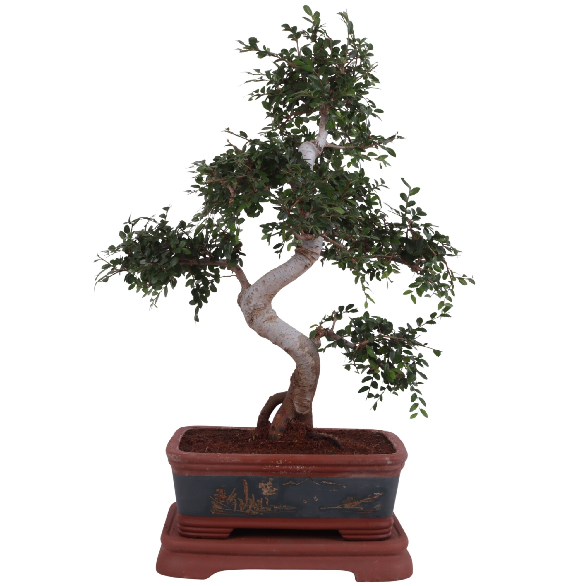 Bonsai Zelkova in Ø40cm Ceramic Special Pot, D 40