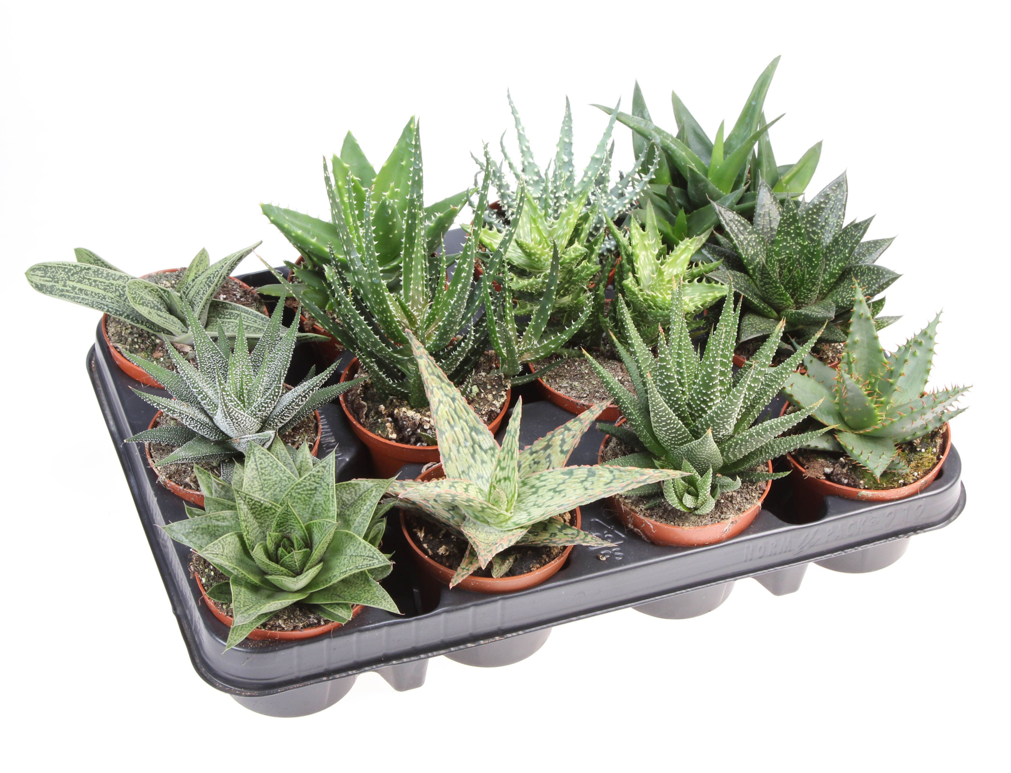 Aloe haworthia mix, D 8,5 cm