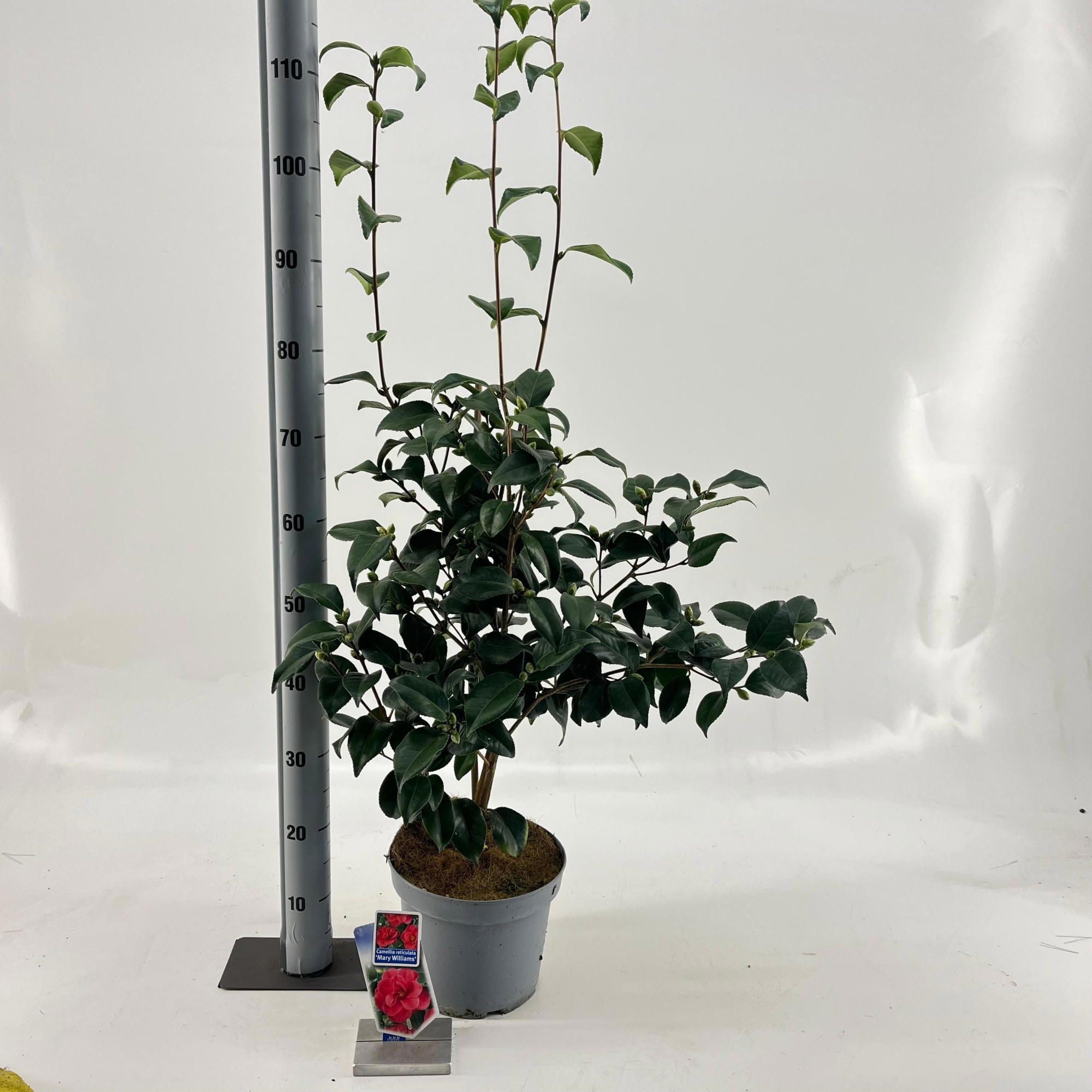 Camellia ret. 'Mary Williams', D 23 cm