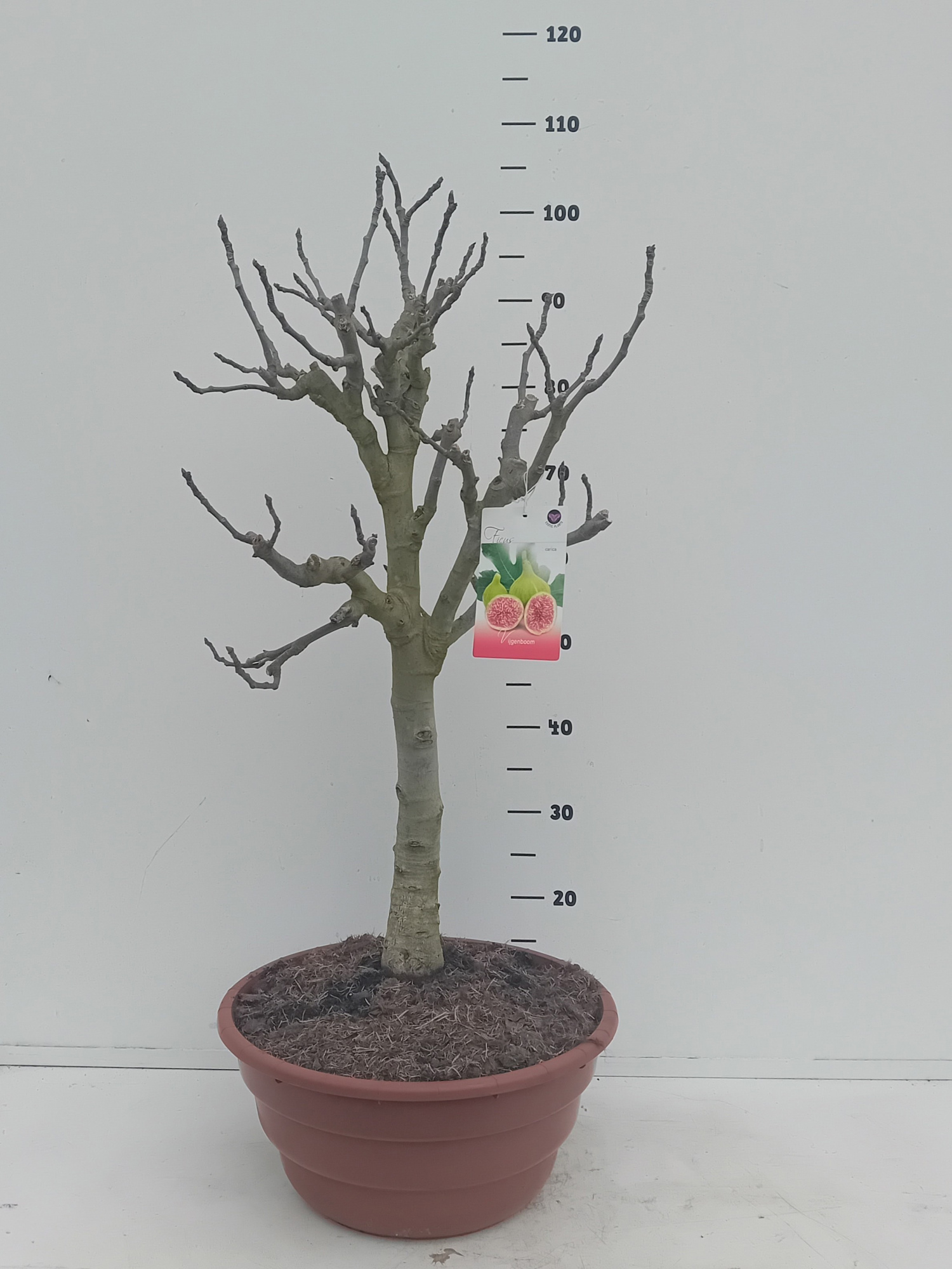 Ficus carica Bonsai, D 40