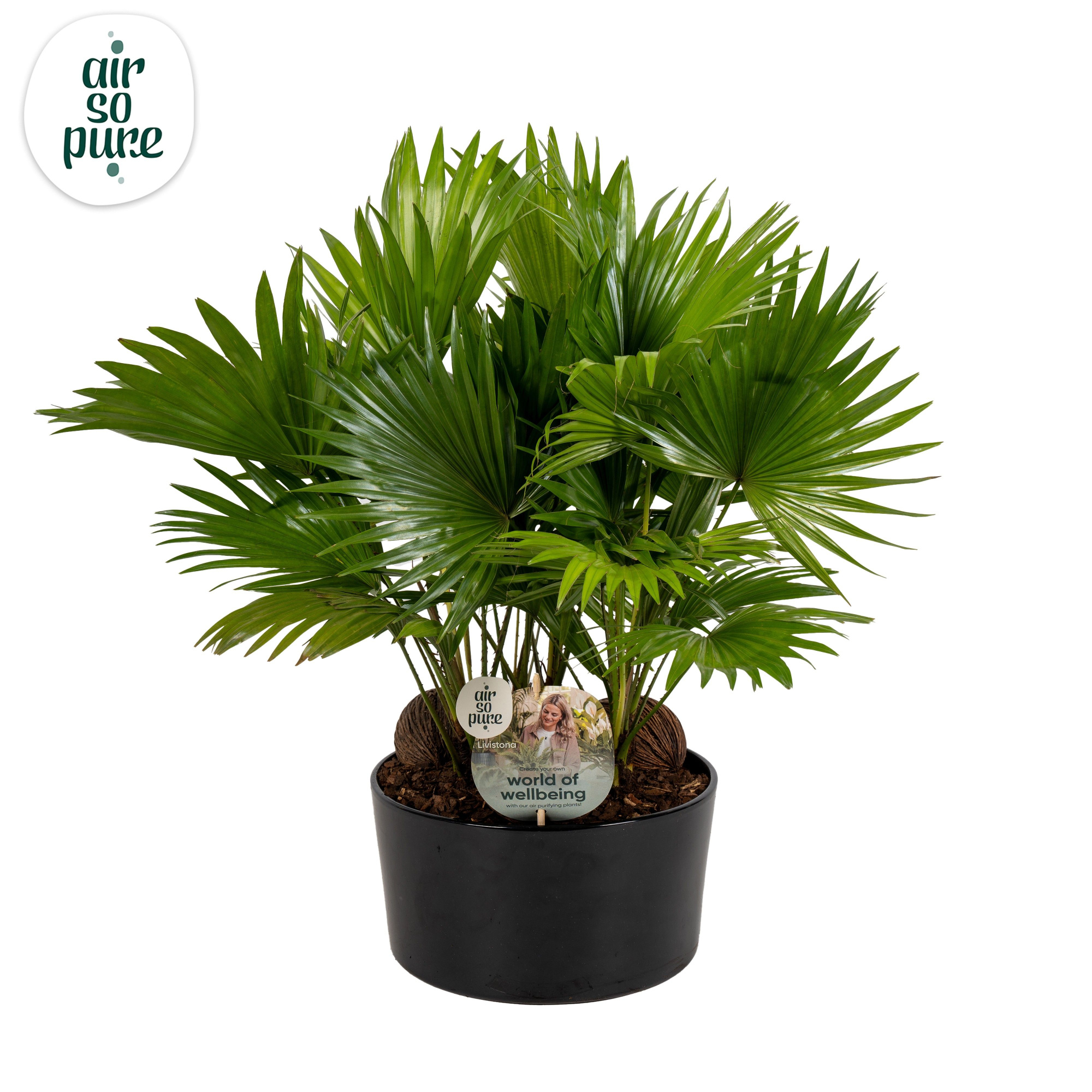 Livistona in Andorra 3 pp black Aspd Air So Pure, D 26 cm