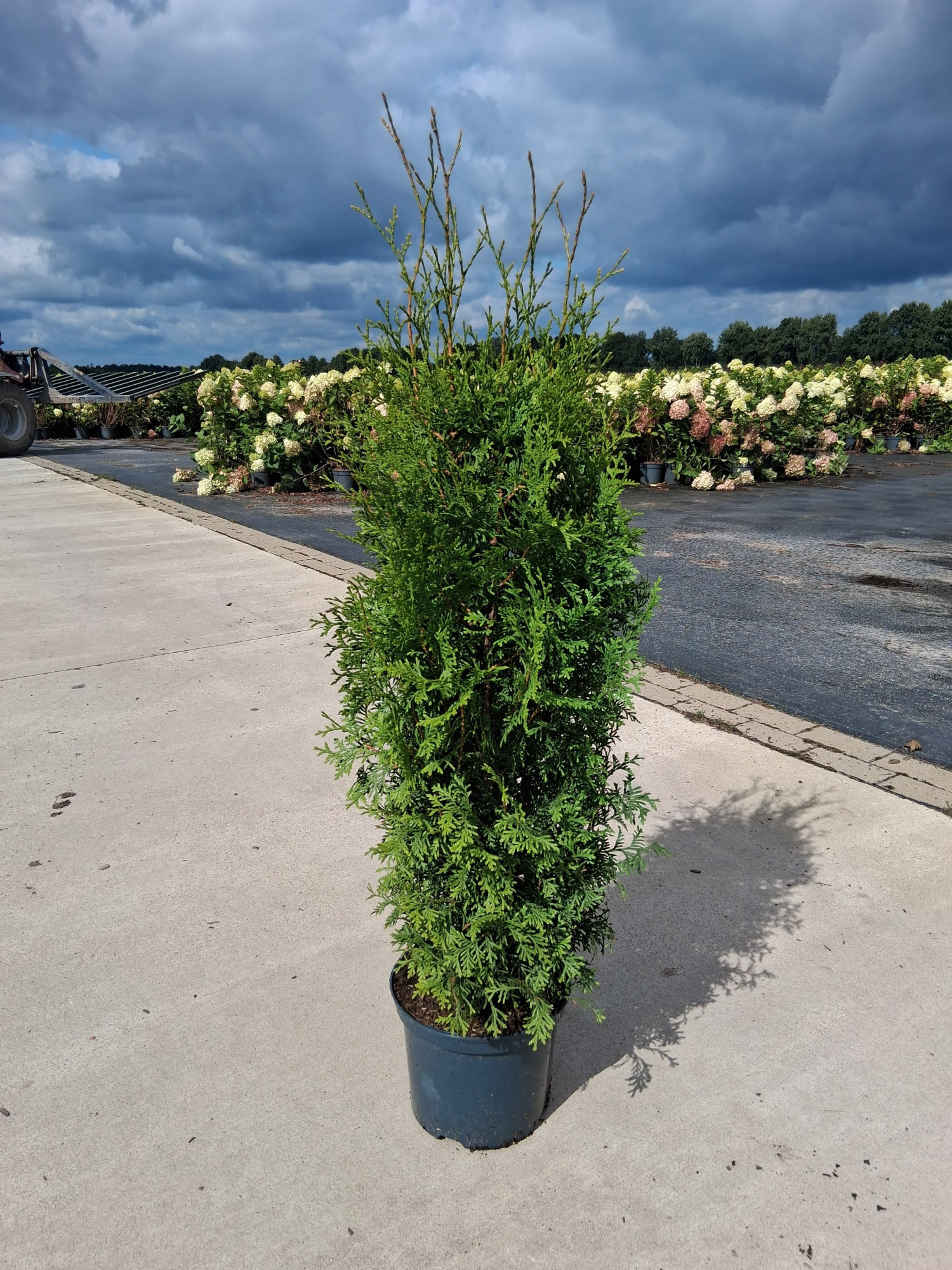 Thuja occ. 'King of Brabant', D 23 cm