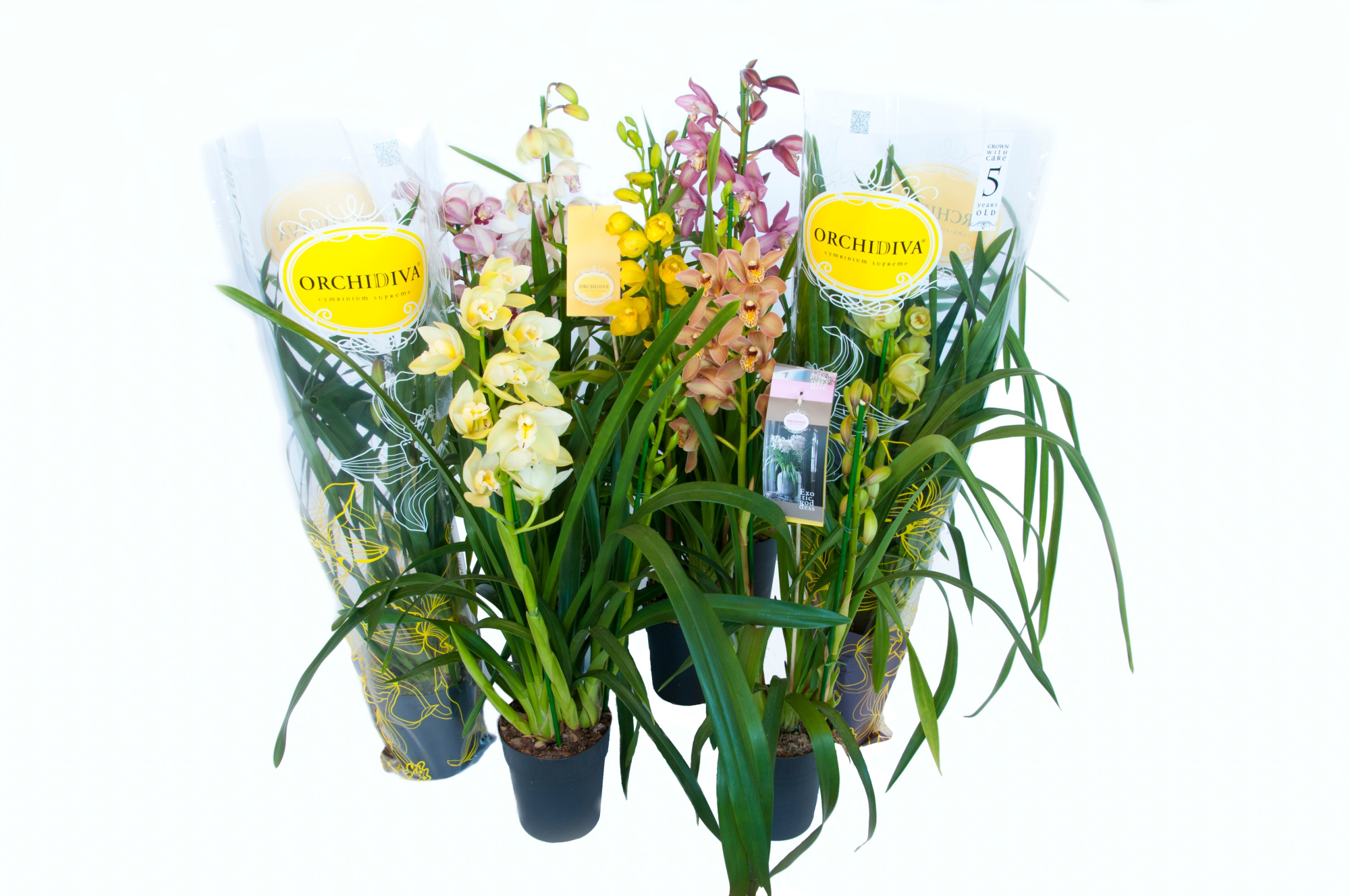 Cymbidium kleuren mix 2 tak, D 14 cm