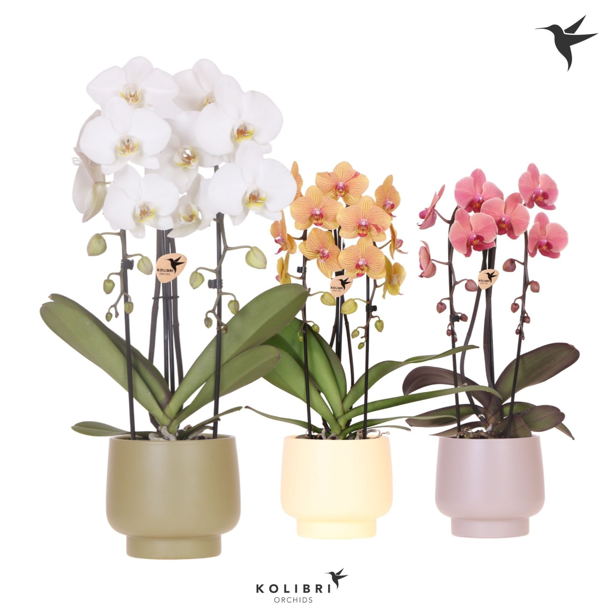 Kolibri Orchids Cascade Niagara Fall mix 2 spike in Scandic pot green mix, D 12 cm