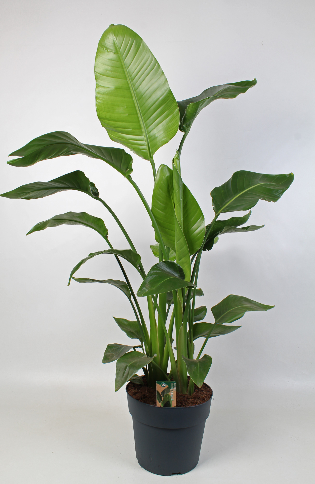 Strelitzia nicolai 24 cm 4 pp, D 24