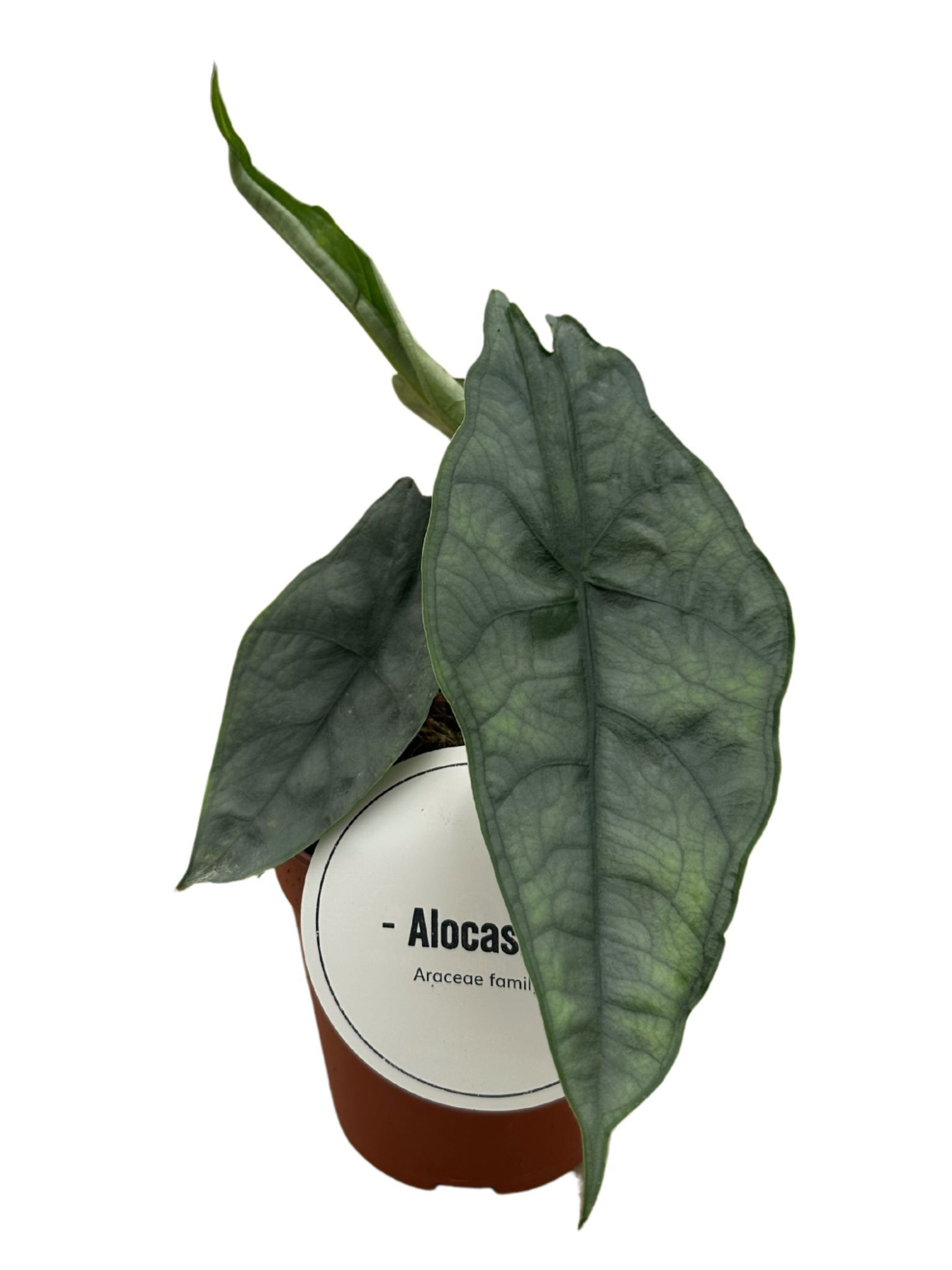 Alocasia Het. Dragons Breath, D 12