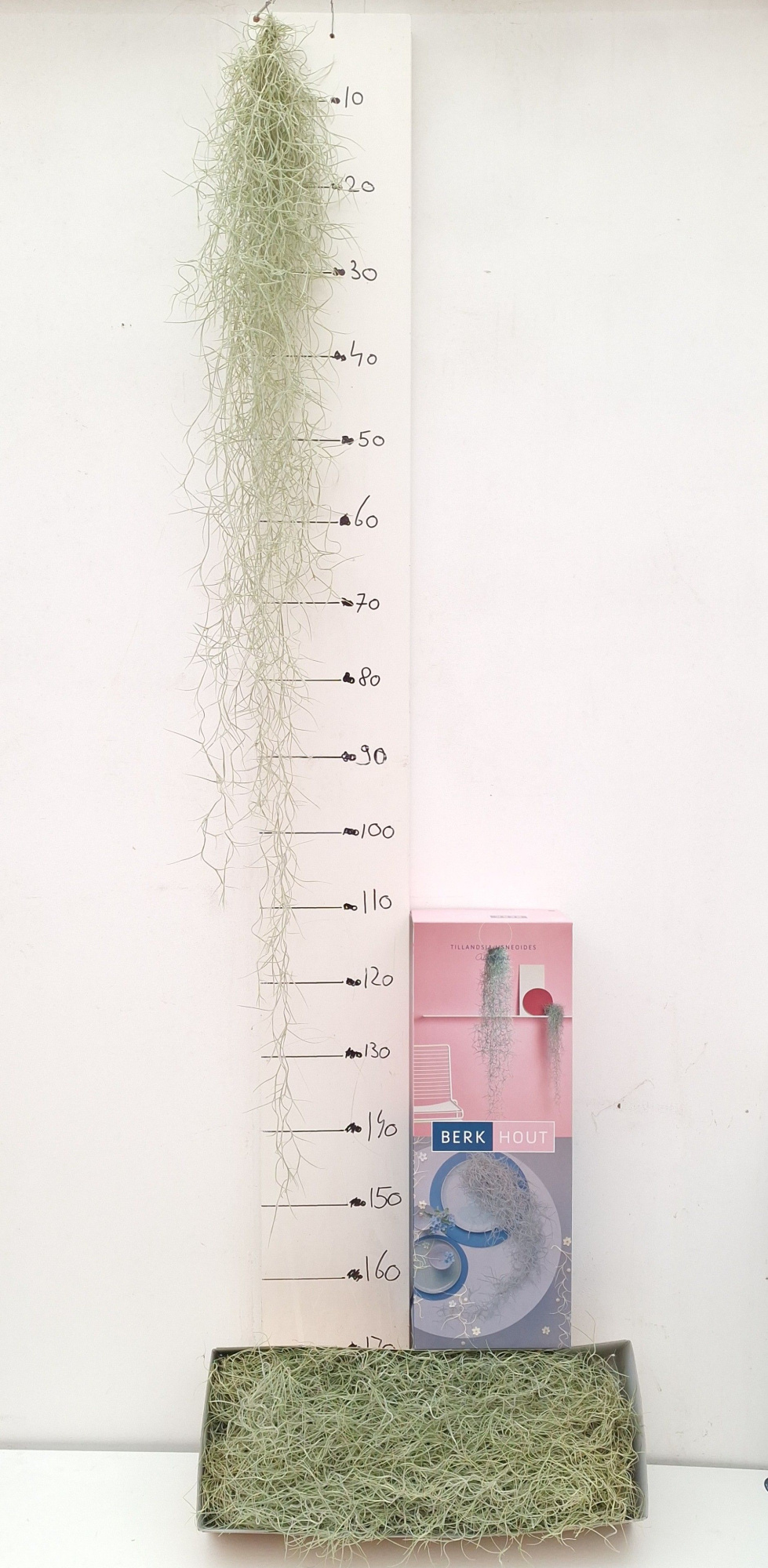 Tillandsia 140 cm, D 140 cm