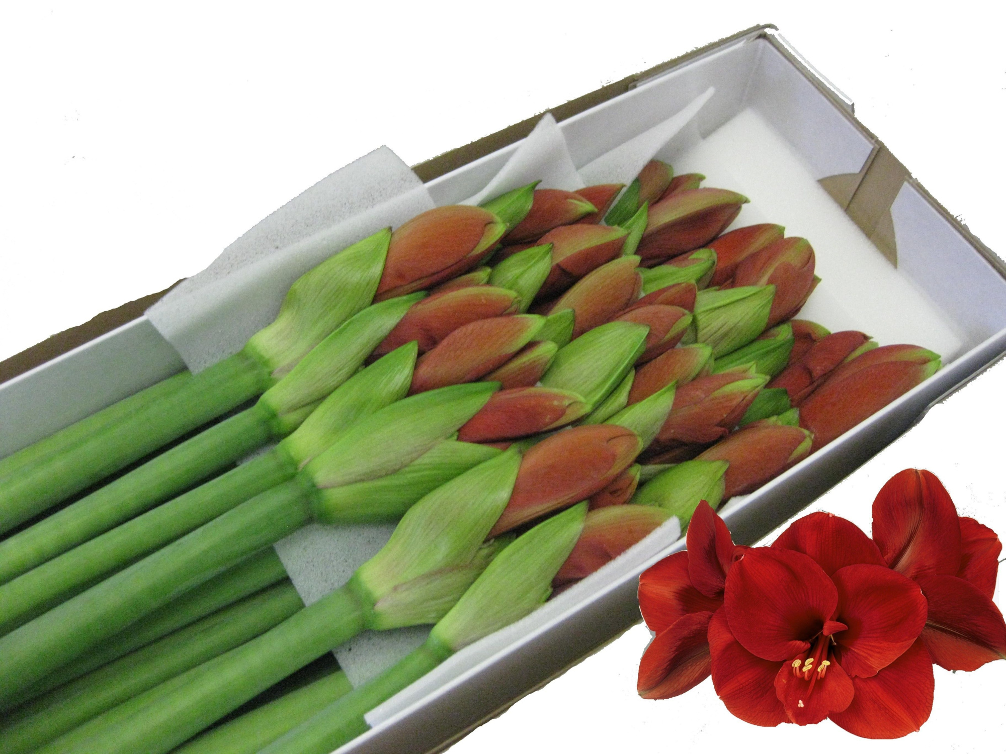 Амарилис Феррари (красн.) x18, шт.