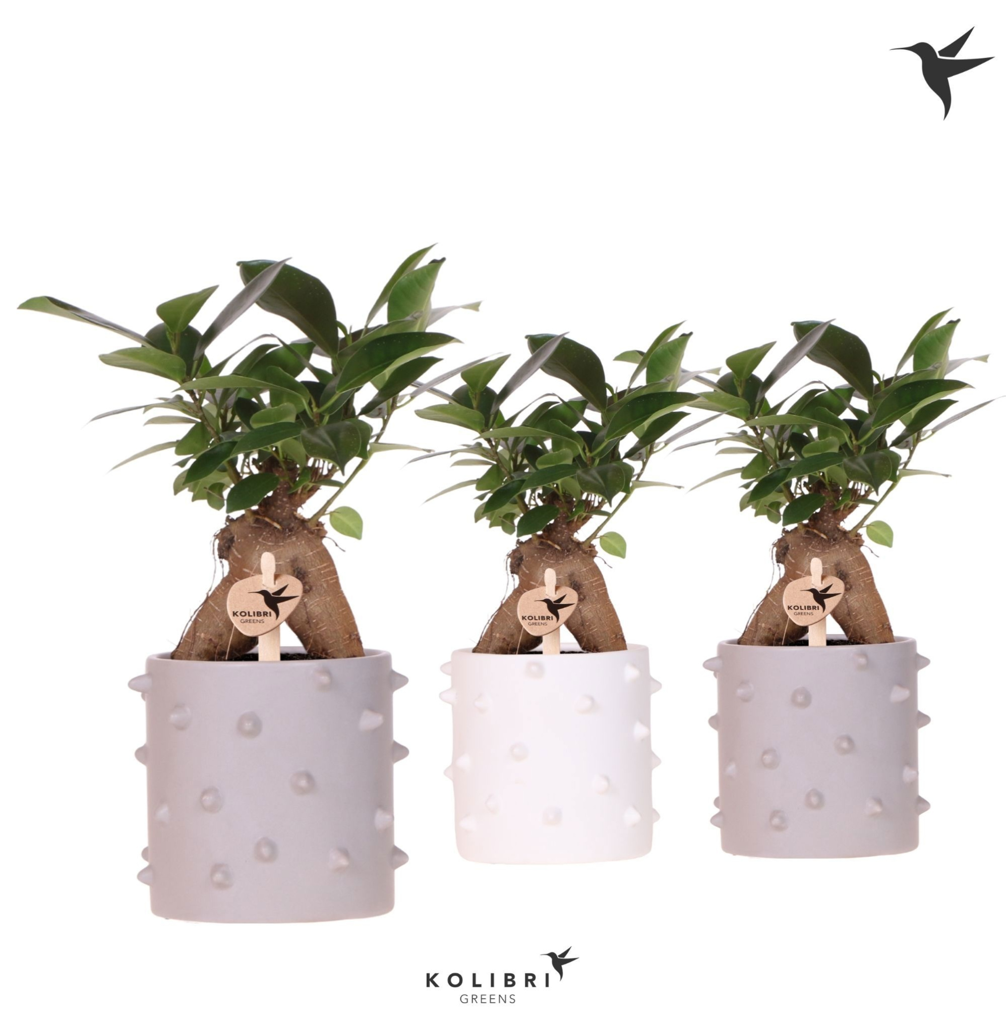 Kolibri Greens Ficus Ginseng Retusa in Spike pot mix, D 9 cm