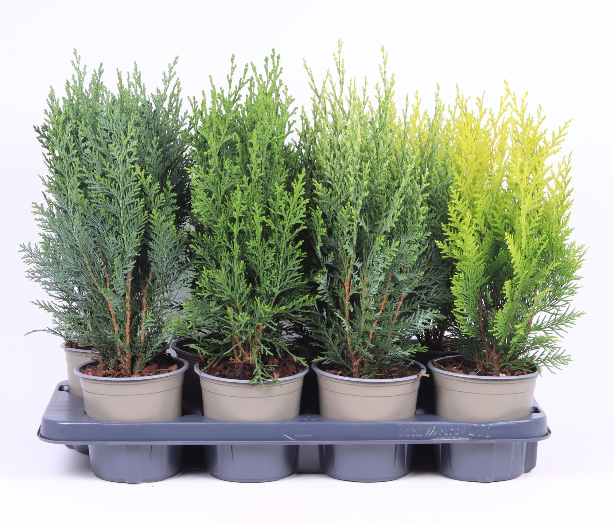 Coniferen opgaande mix P-13, D 13 cm