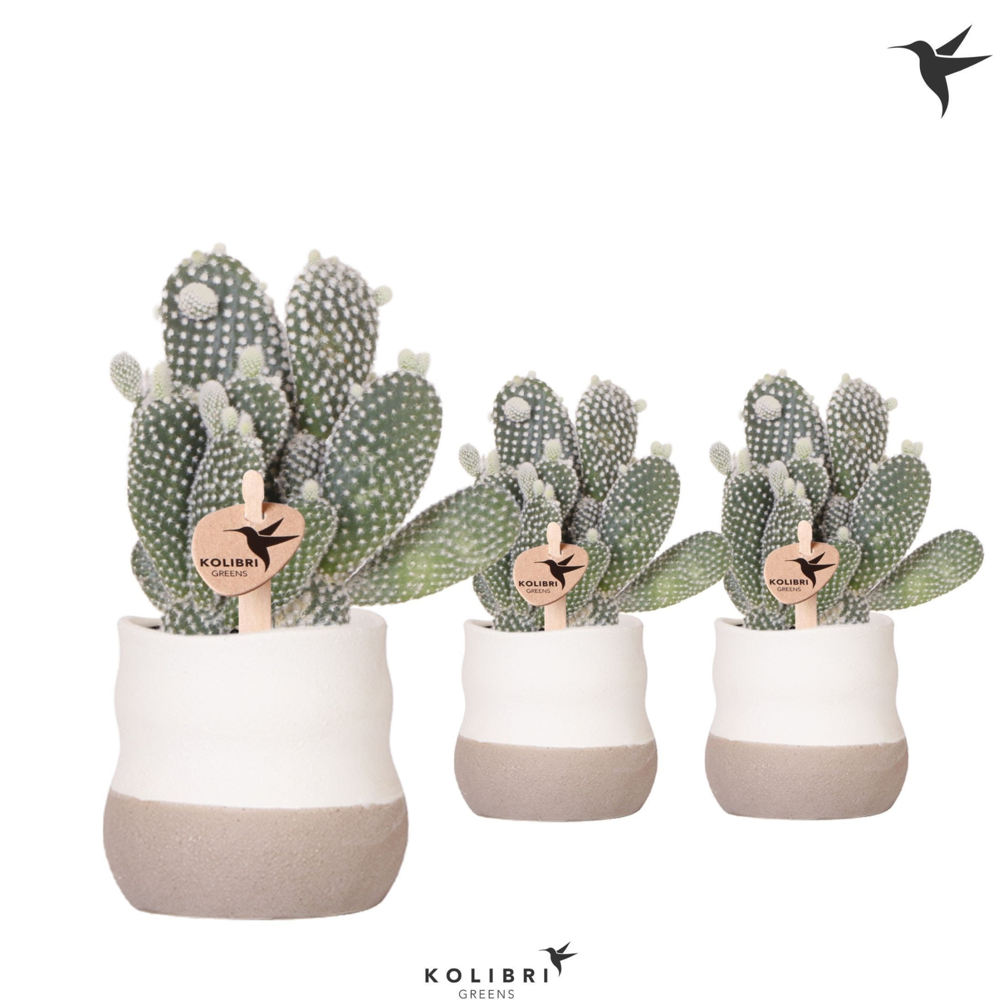 Kolibri Greens Opuntia white in Imperfect Bag pot, D 9 cm