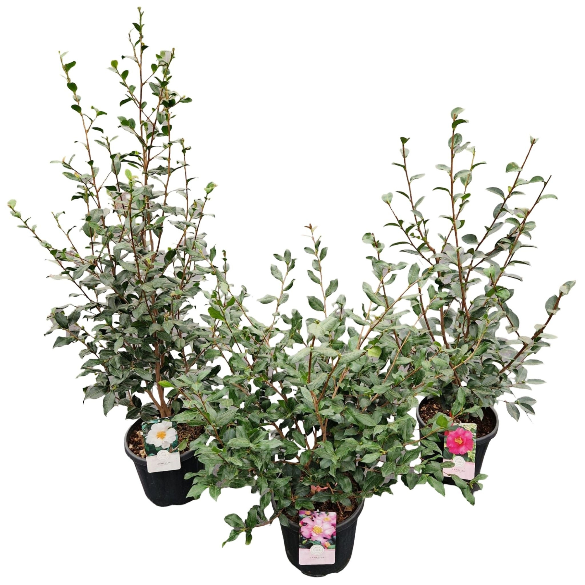 Camellia sas. 'Mix', D 29